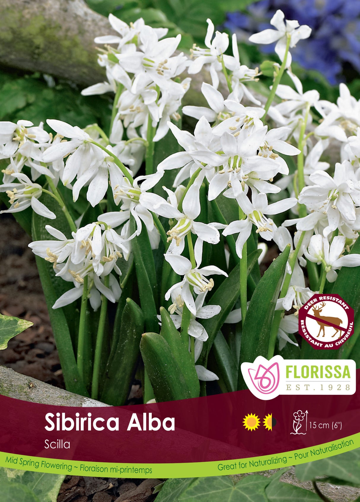 Scilla - Siberica Alba Bulk