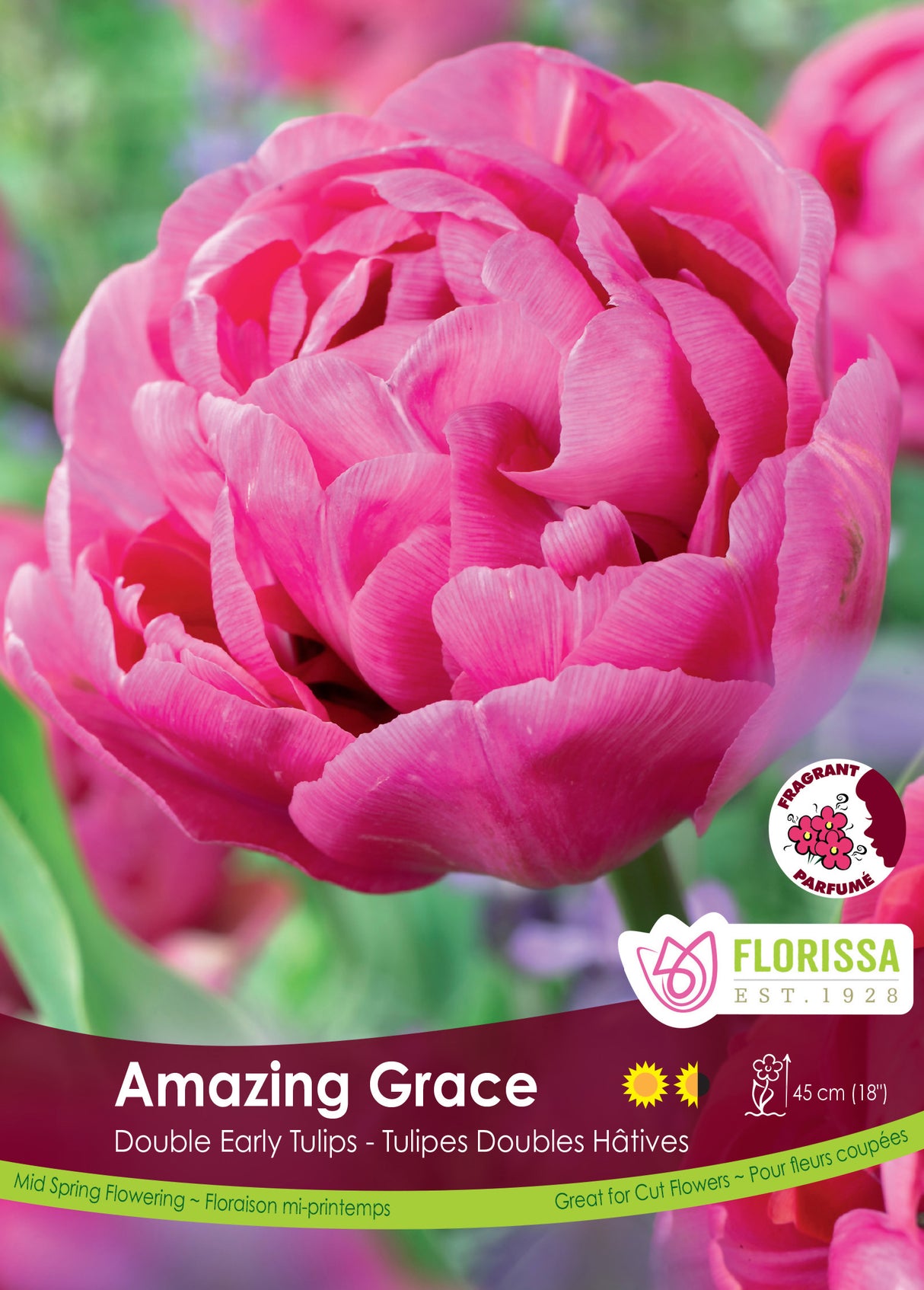 Tulip Double Early - Amazing Grace Bulk