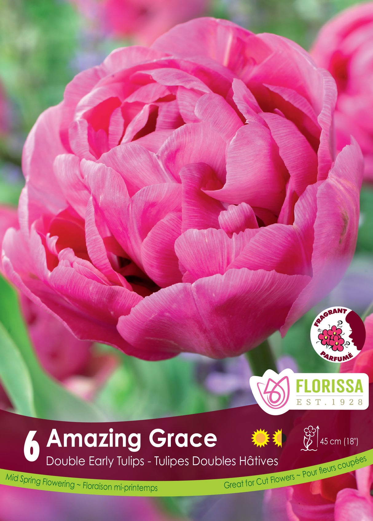 Tulip Double Early - Amazing Grace Retail