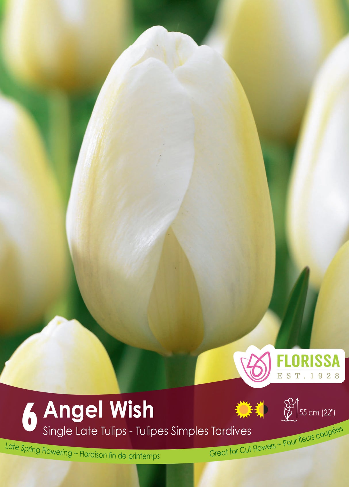 Tulip Single Late - Angel Wish Retail