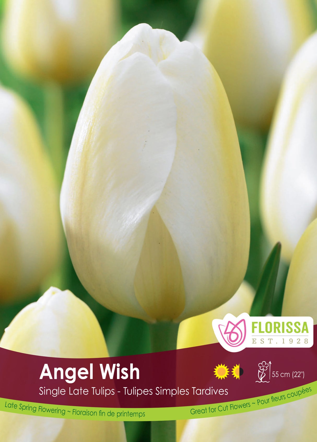 Tulip Single Late - Angel Wish Bulk