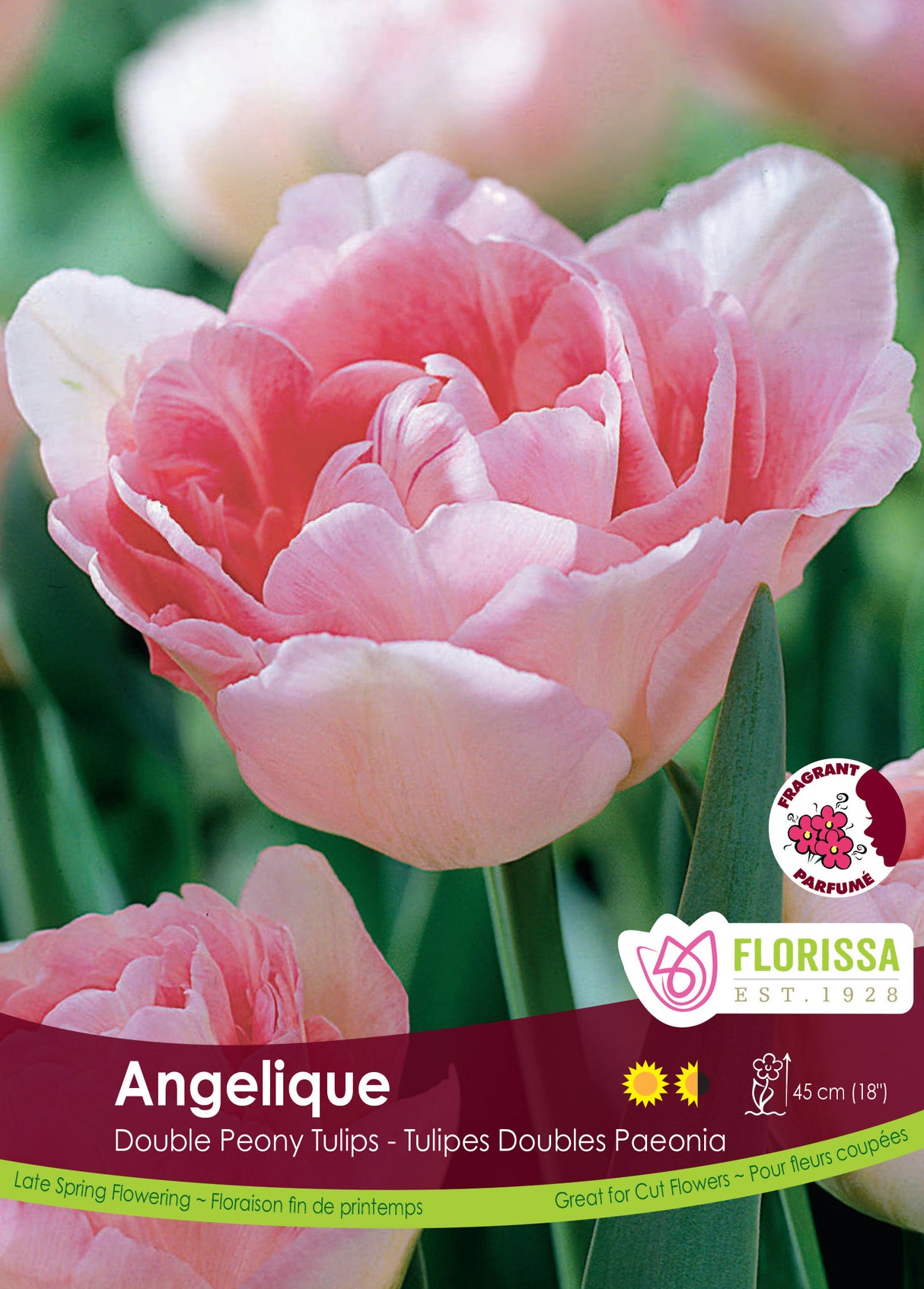 Tulip Double Late - Angelique Bulk
