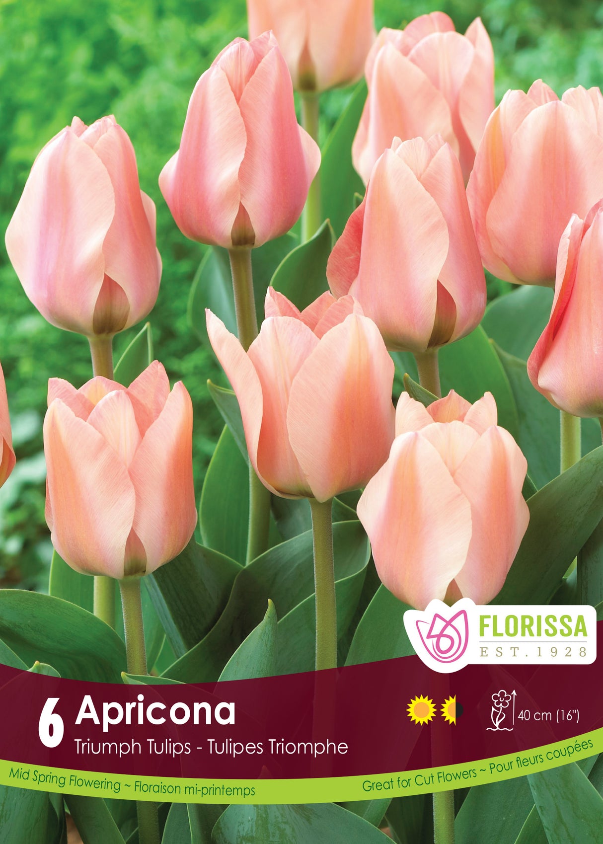 Tulip Triumph - Apricona Retail