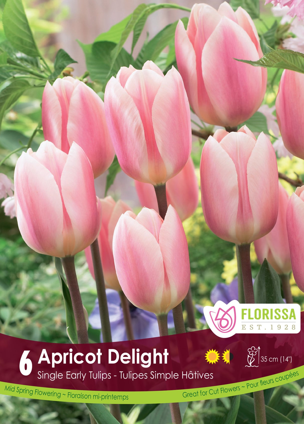 Tulip Single Early - Apricot Delight Retail