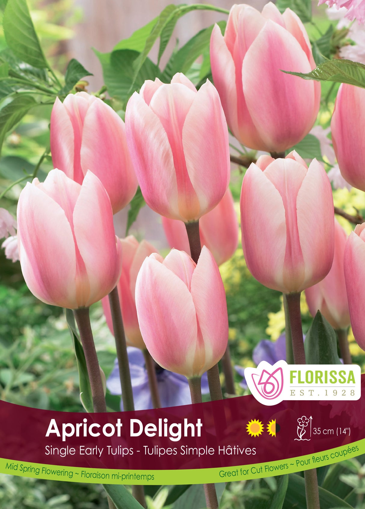 Tulip Single Early - Apricot Delight Bulk