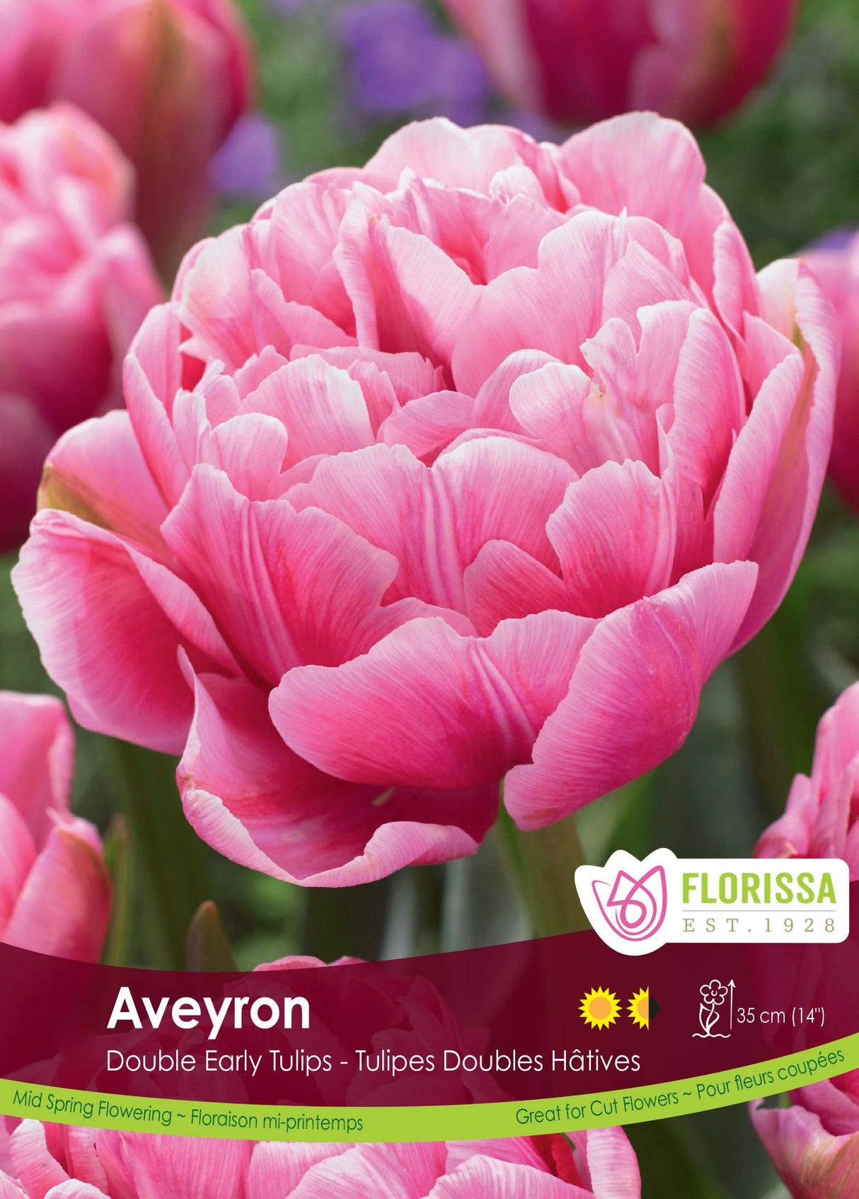 Tulip Double Early - Aveyron Bulk