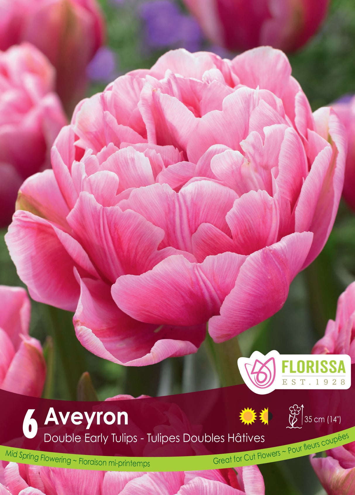 Tulip Double Early - Aveyron Retail