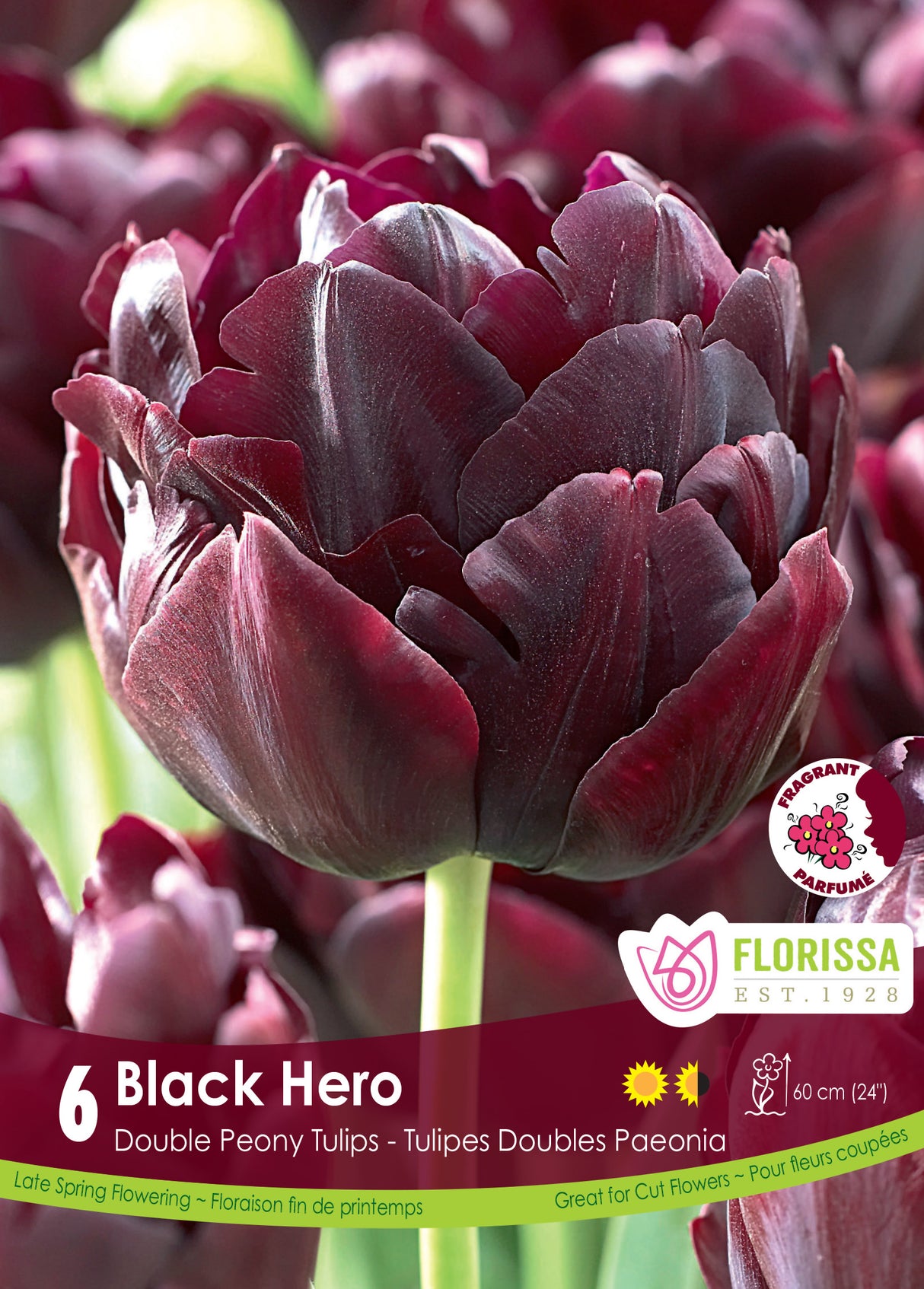 Tulip Double Late - Black Hero Retail