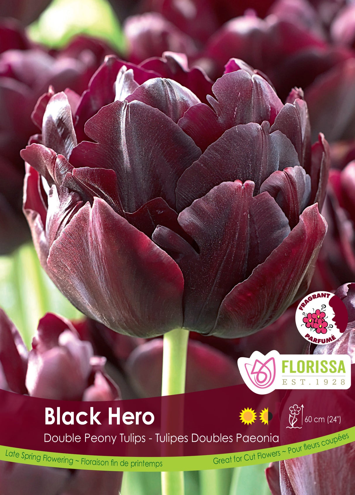 Tulip Double Late - Black Hero Bulk