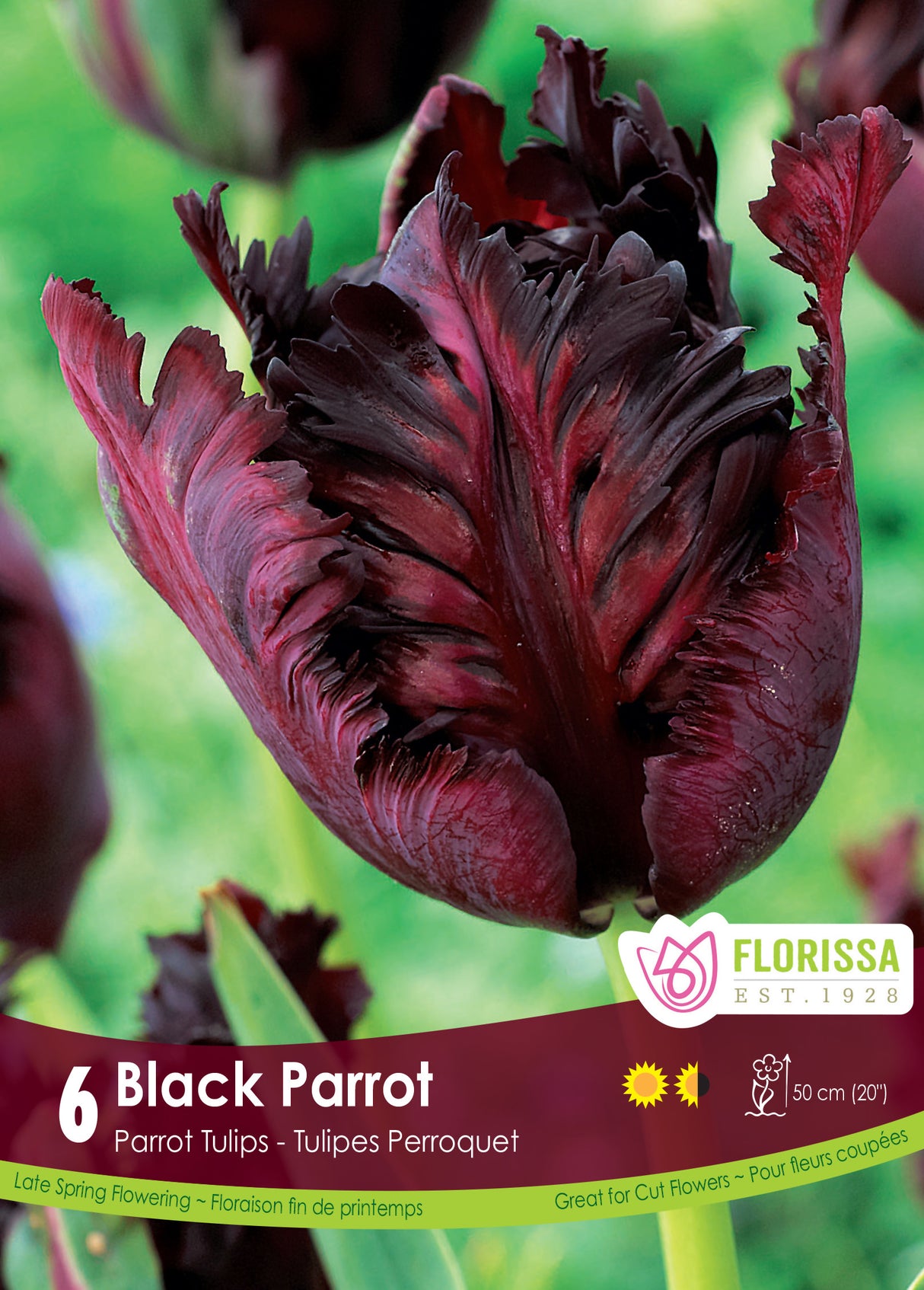 Tulip Parrot - Black Parrot Retail