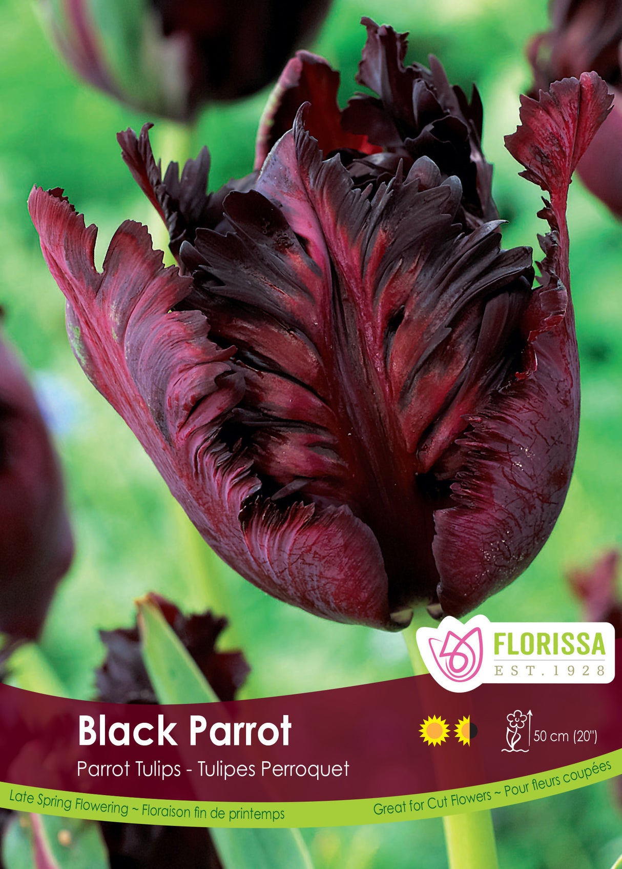 Tulip Parrot - Black Parrot Bulk