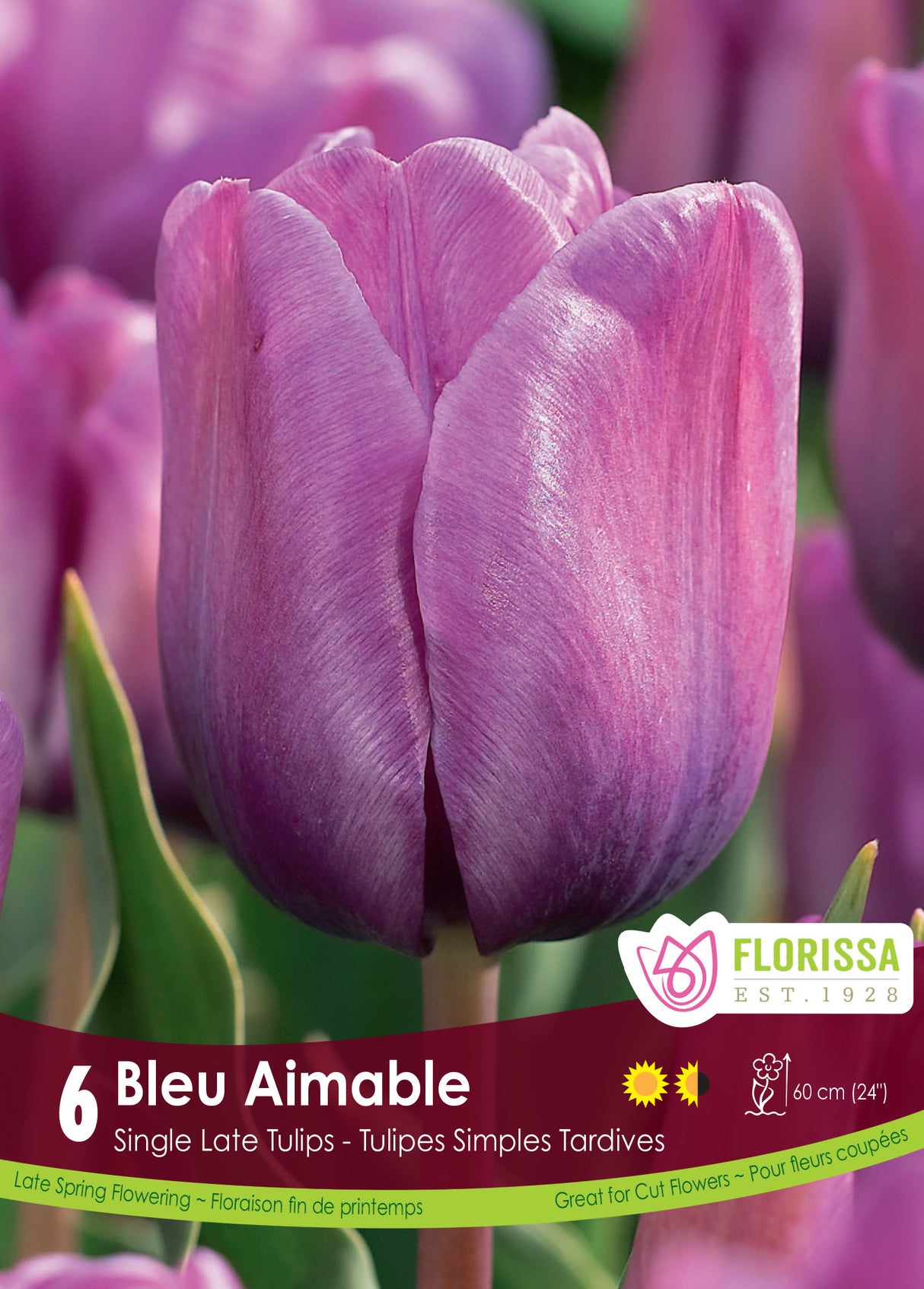 Tulip Single Late - Bleu Aimable Retail