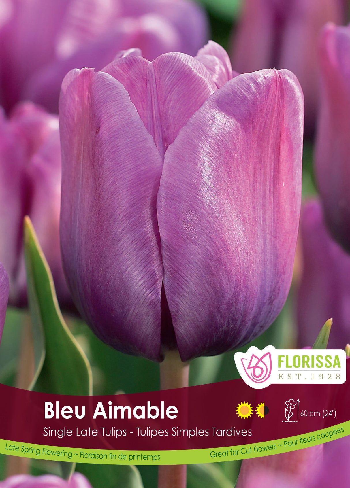 Tulip Single Late - Bleu Aimable Bulk