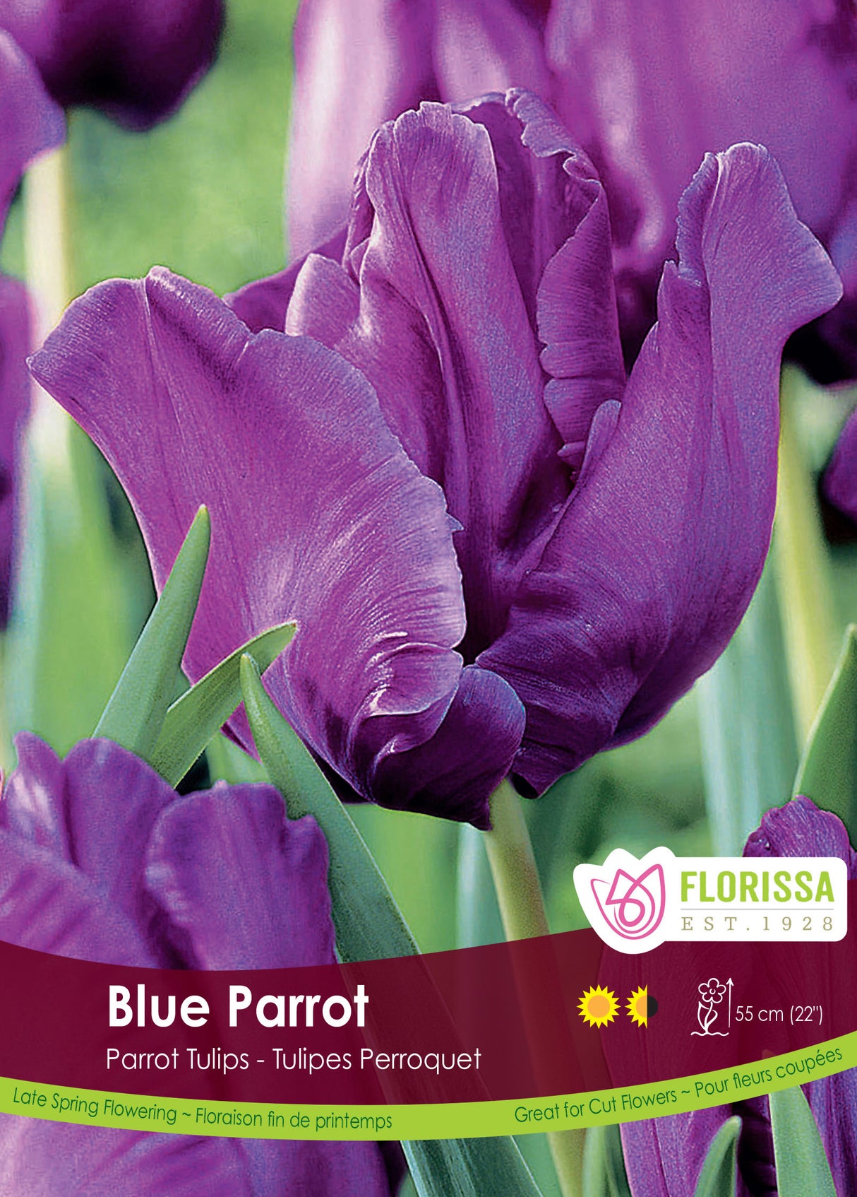 Tulip Parrot - Blue Parrot Bulk
