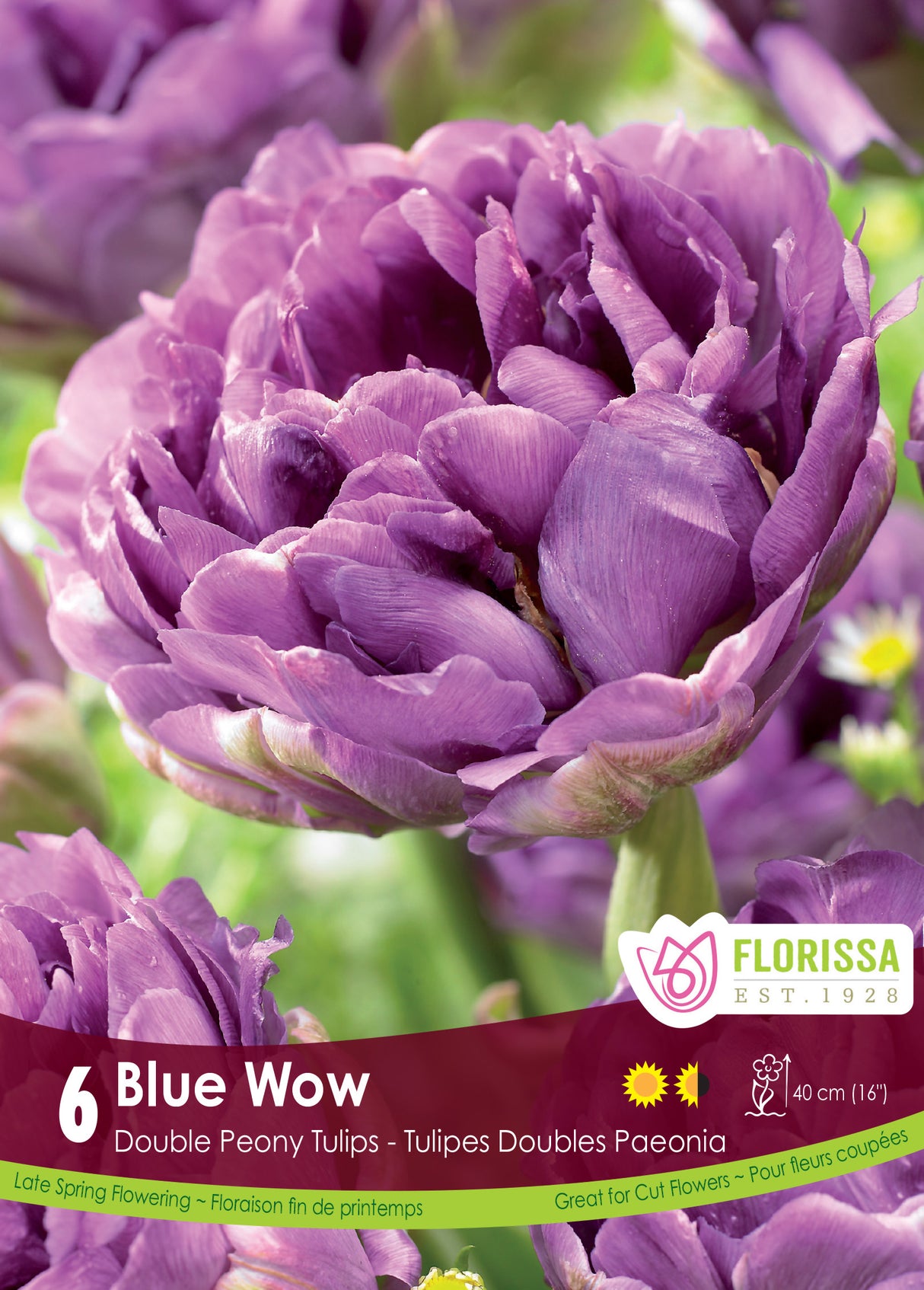Tulip Double Late - Blue Wow Retail
