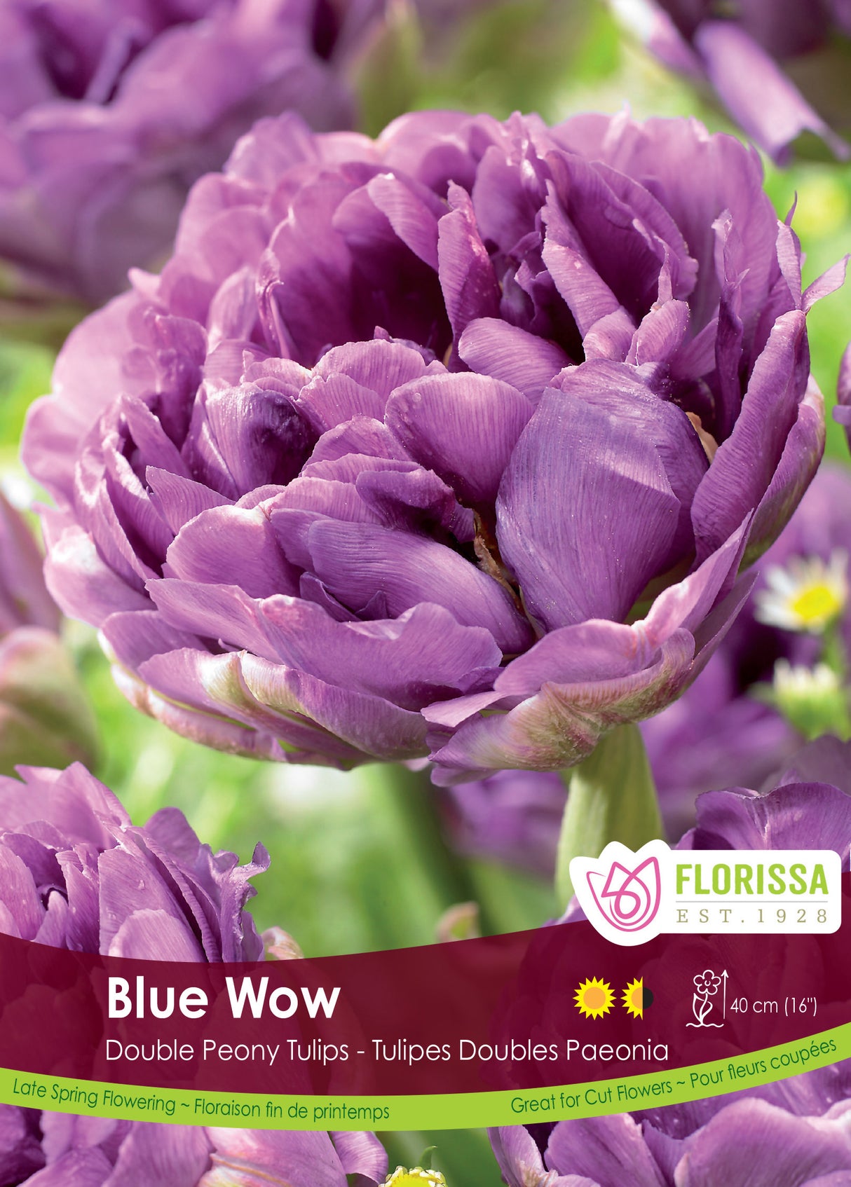Tulip Double Late - Blue Wow Bulk