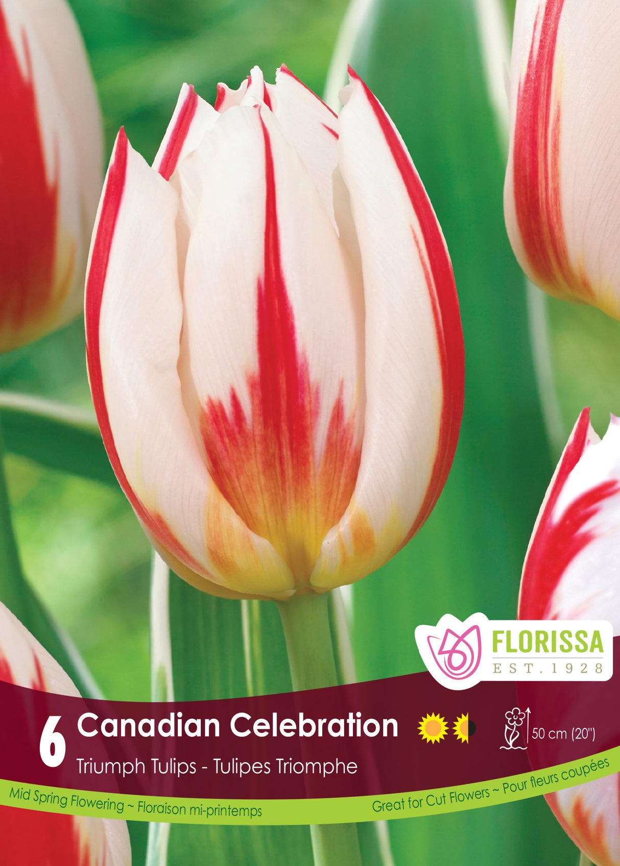 Tulip Triumph - Canadian Celebration Retail