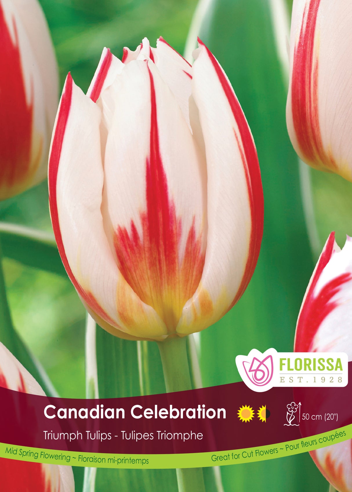 Tulip Triumph - Canadian Celebration Bulk
