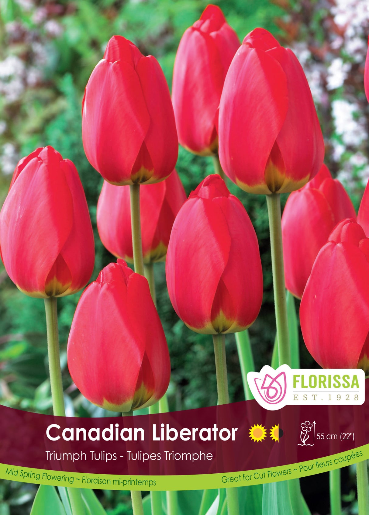 Tulip Triumph - Canadian Liberator Bulk