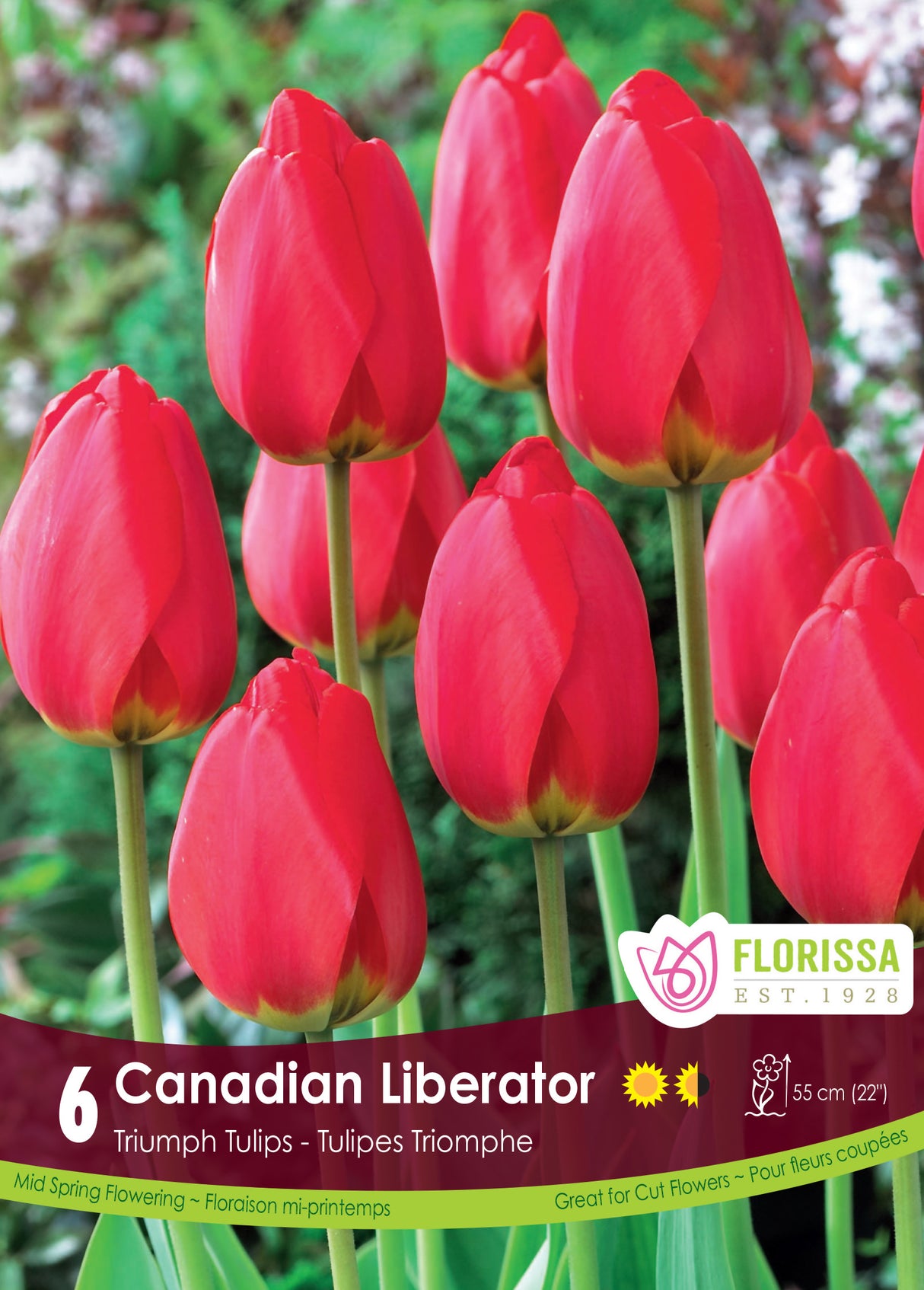 Tulip Triumph - Canadian Liberator Retail