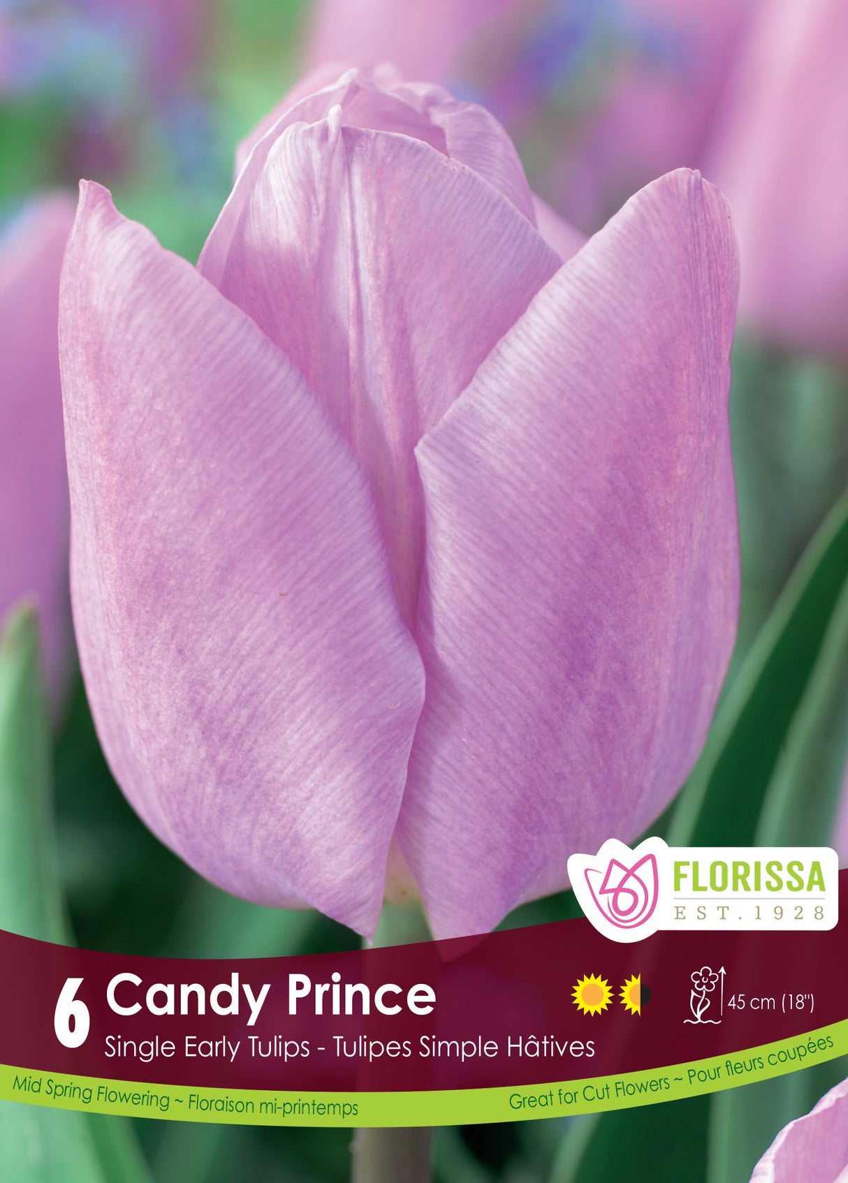 Tulip Single Early - Candy Prince Retail