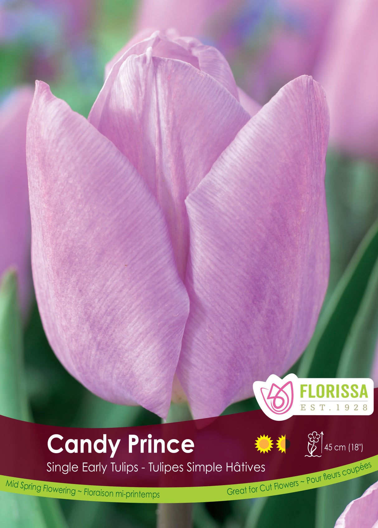 Tulip Single Early - Candy Prince Bulk