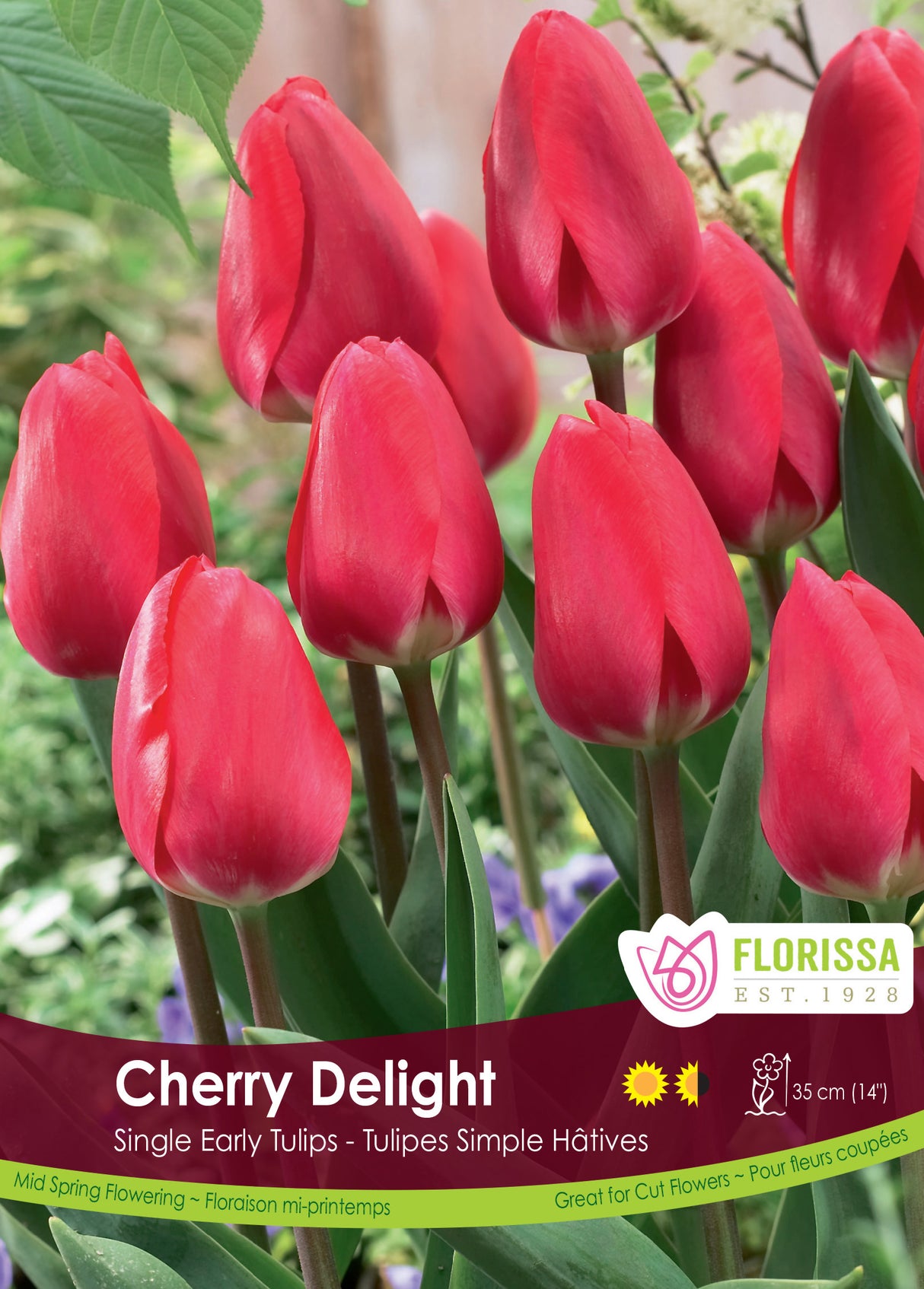 Tulip Single Early - Cherry Delight Bulk