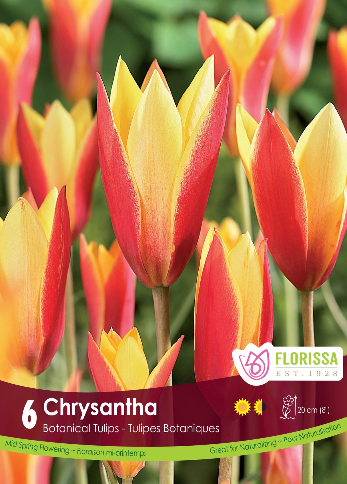 Tulip Botanical - Chrysantha Retail