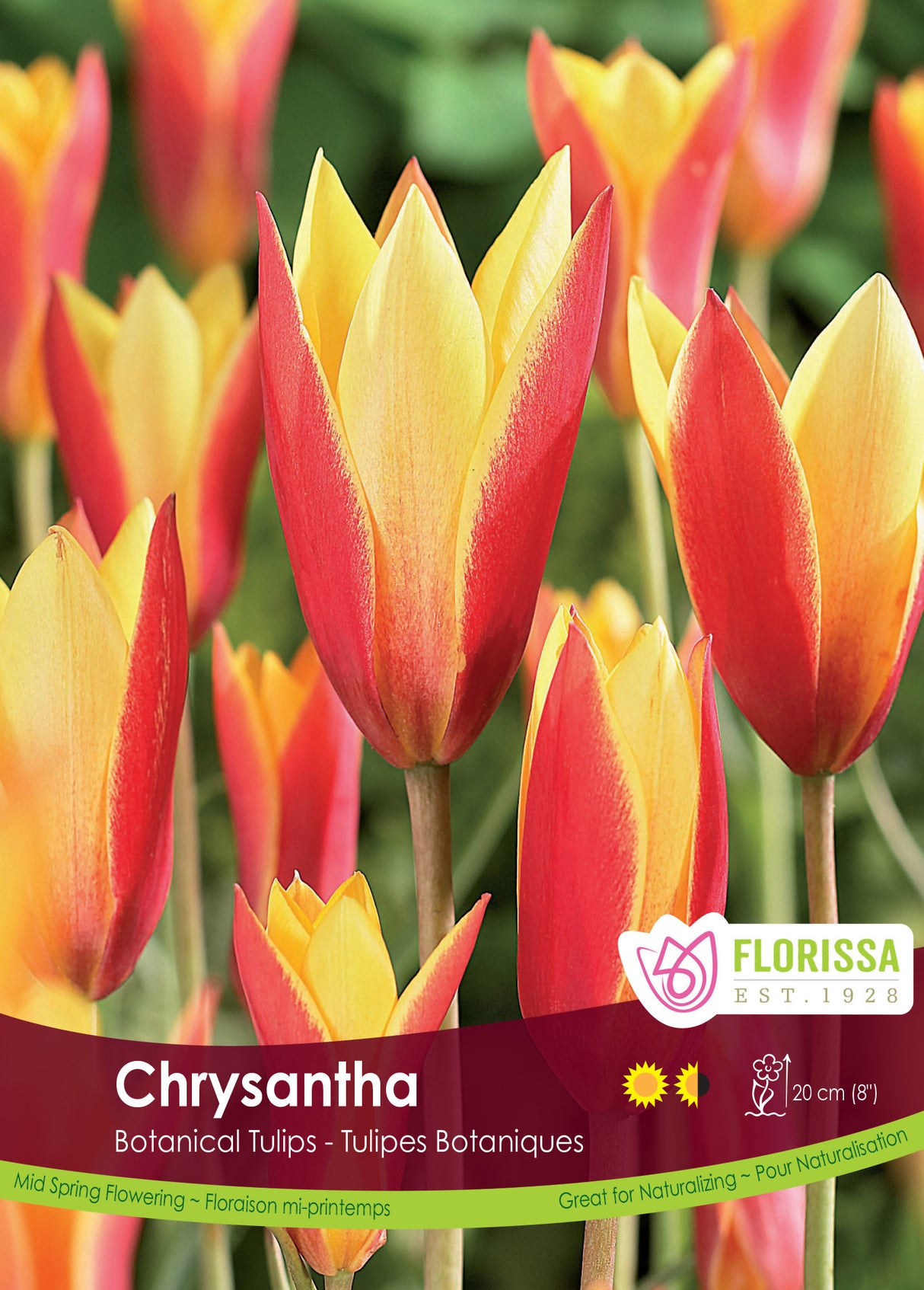 Tulip Botanical - Chrysantha Bulk