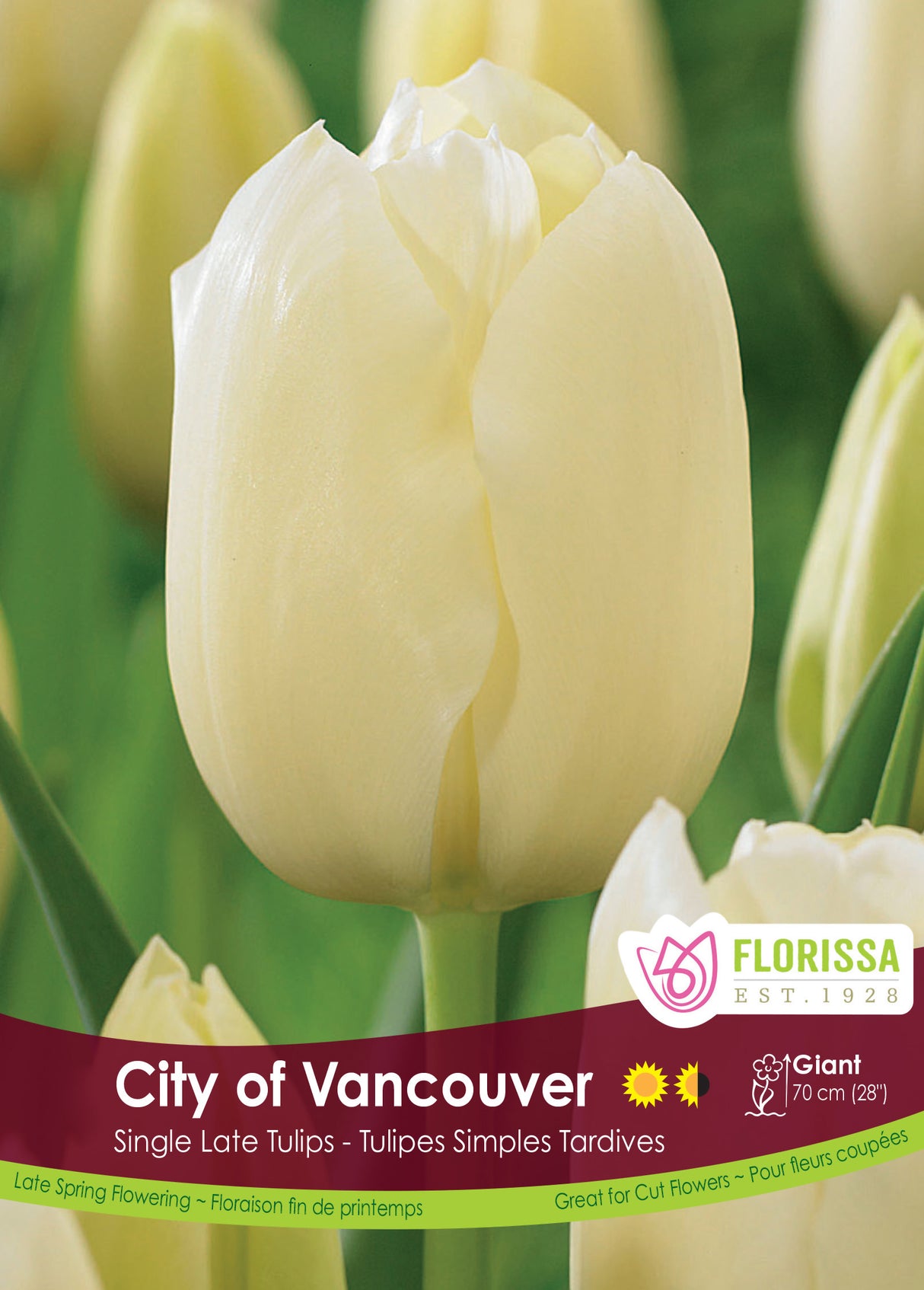 Tulip Single Late - City Of Vancouver Bulk