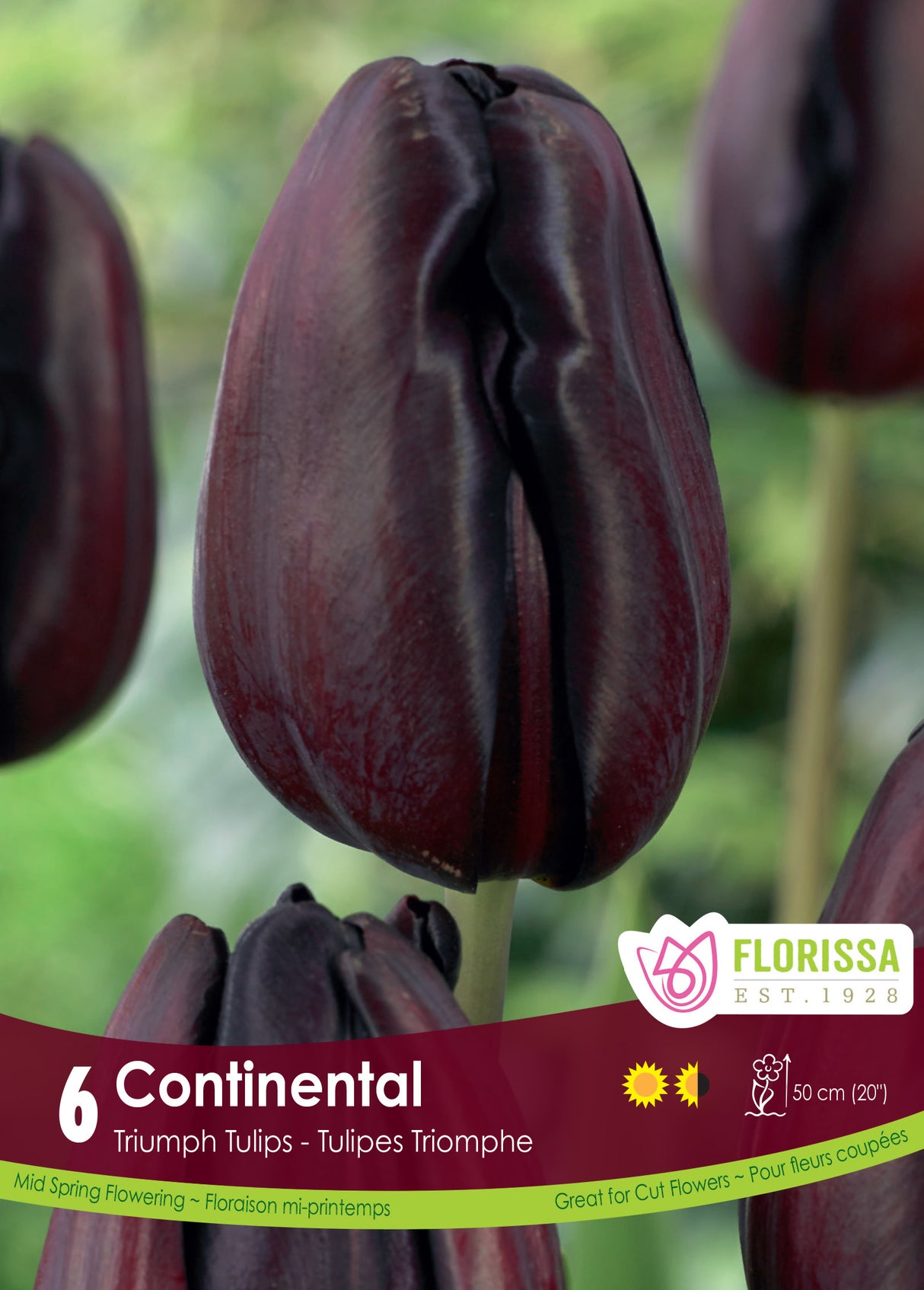 Tulip Triumph - Continental Retail