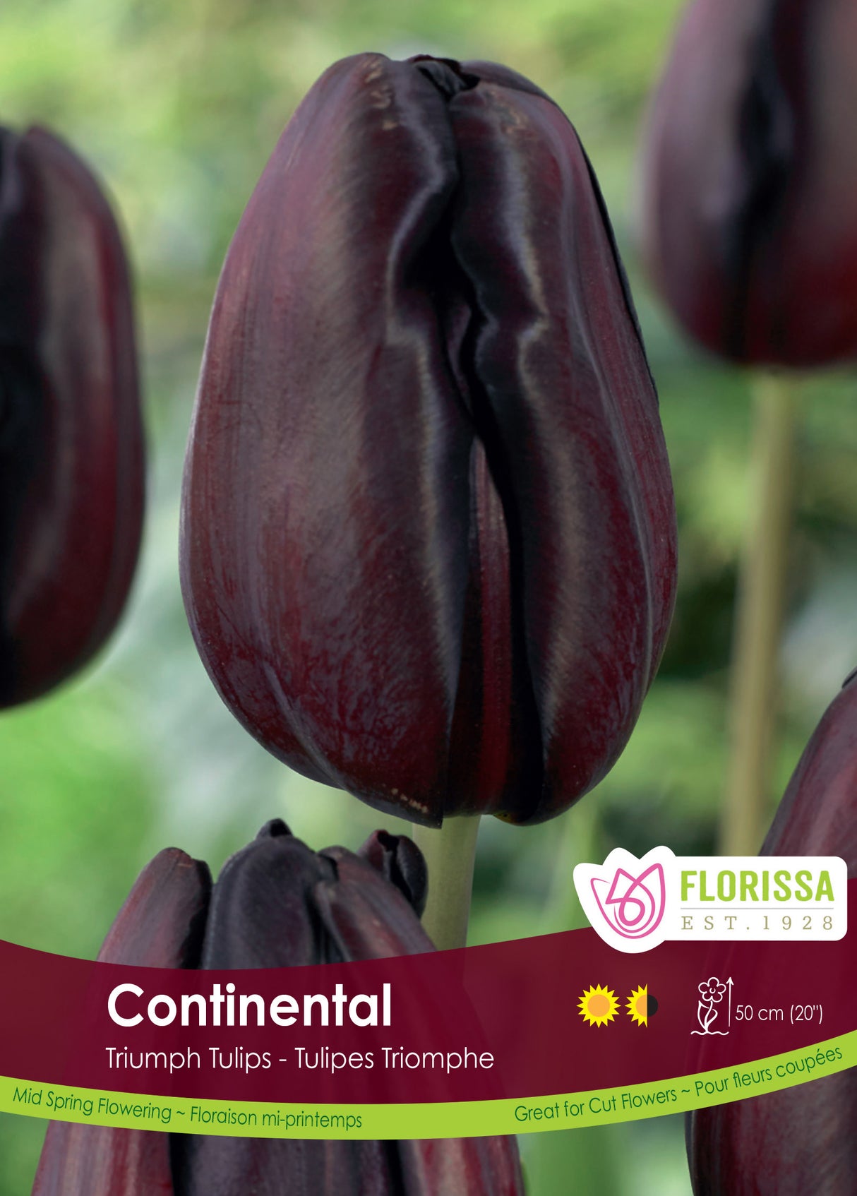 Tulip Triumph - Continental Bulk