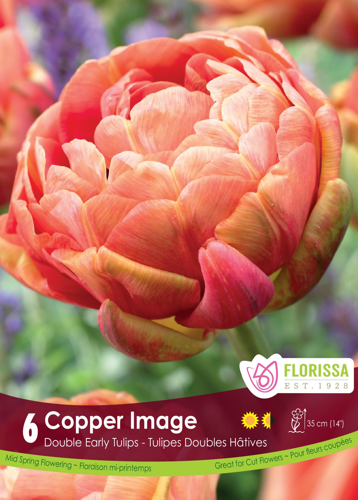 Tulip Double Early - Copper Image Retail