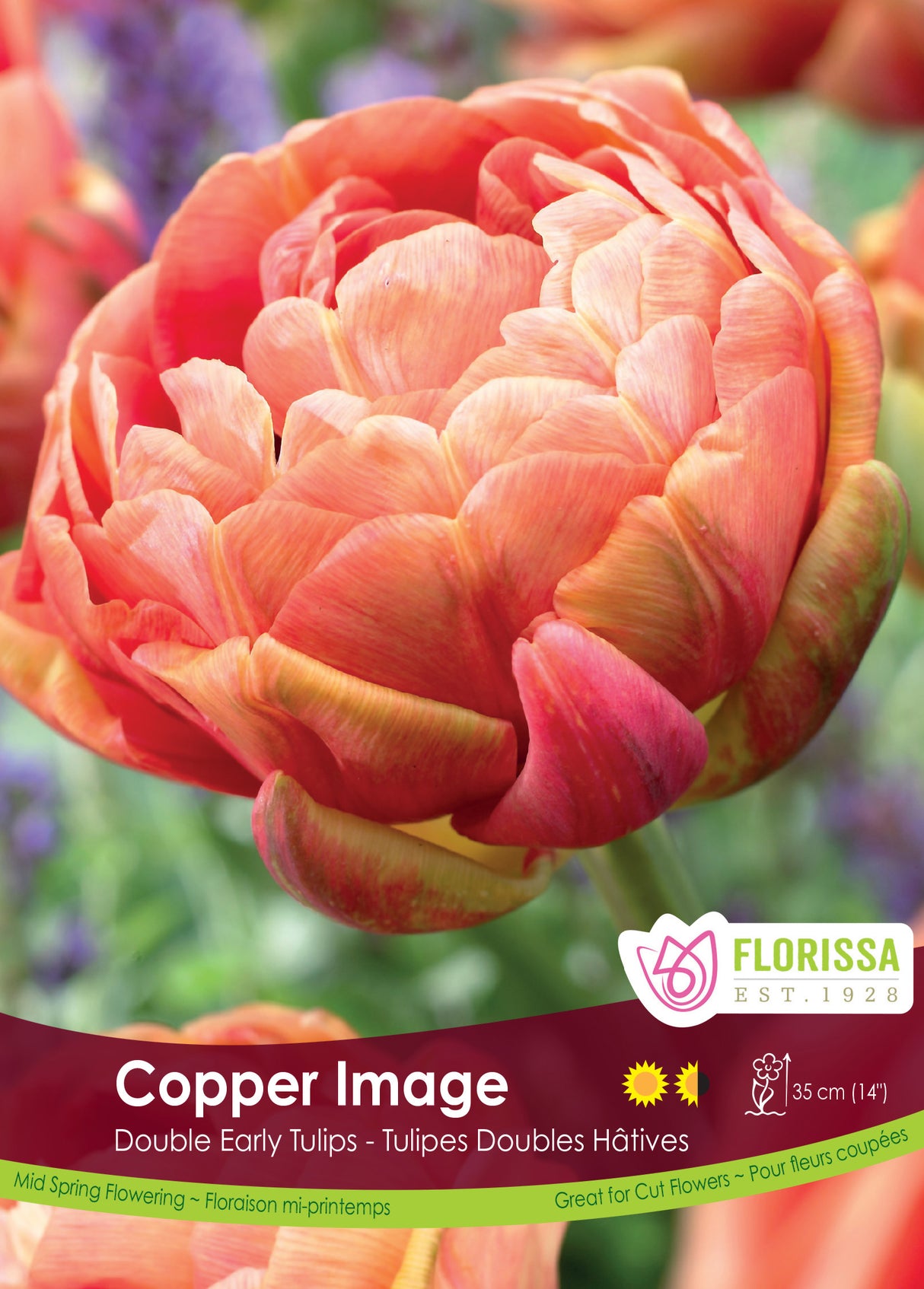 Tulip Double Early - Copper Image Bulk