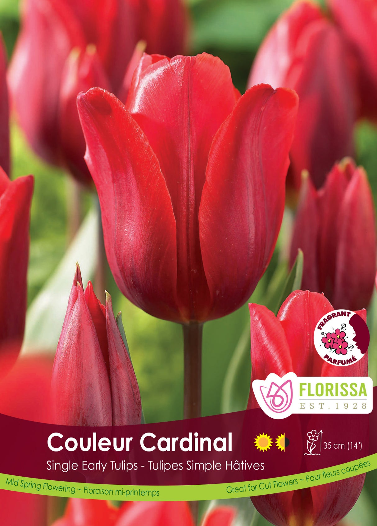 Tulip Single Early - Couleur Cardinal Bulk