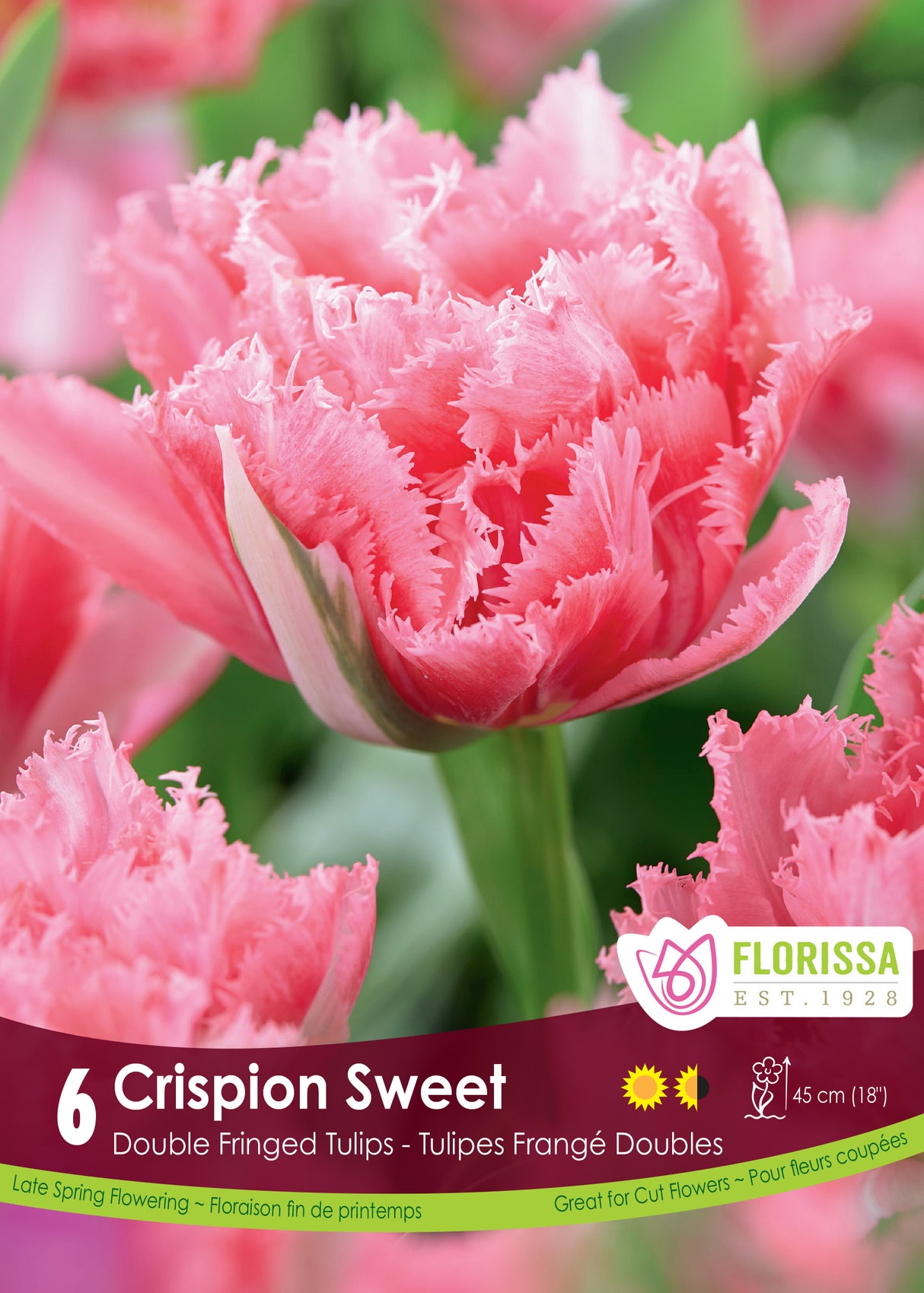 Tulip Double Fringed - Crispion Sweet Retail