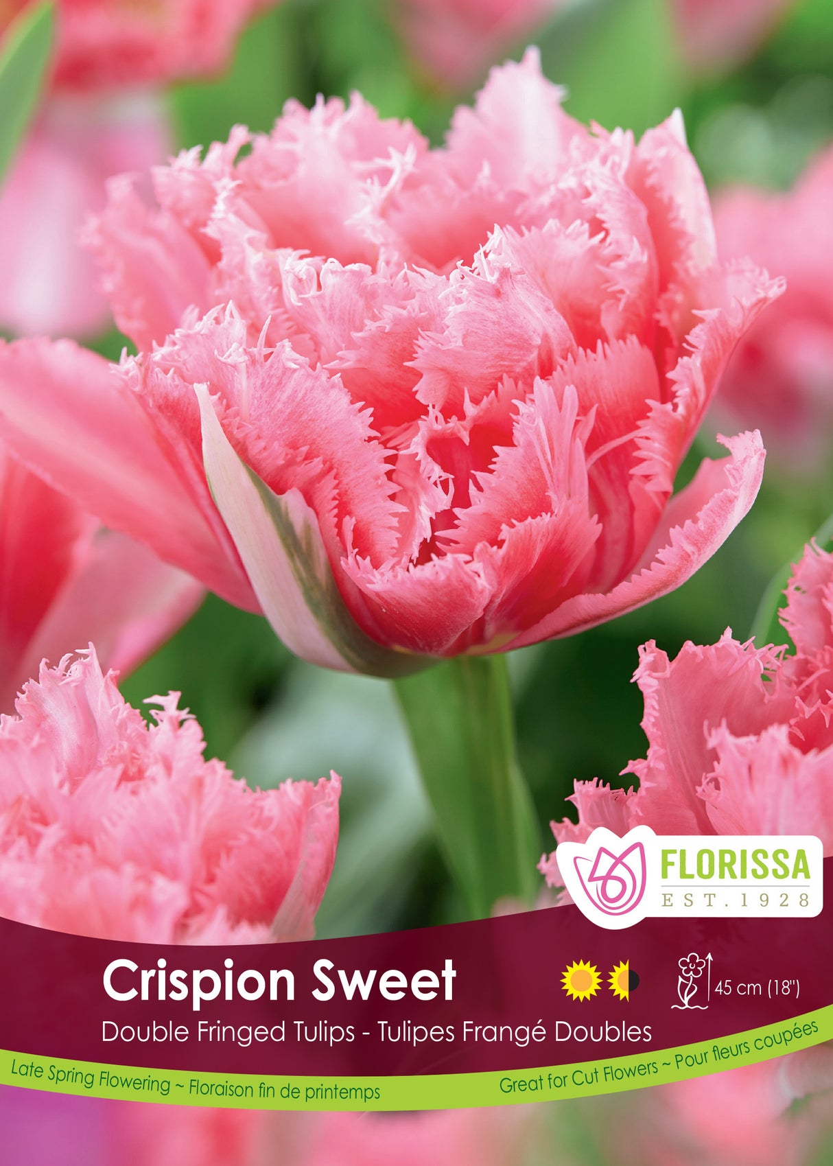 Tulip Double Fringed - Crispion Sweet Bulk