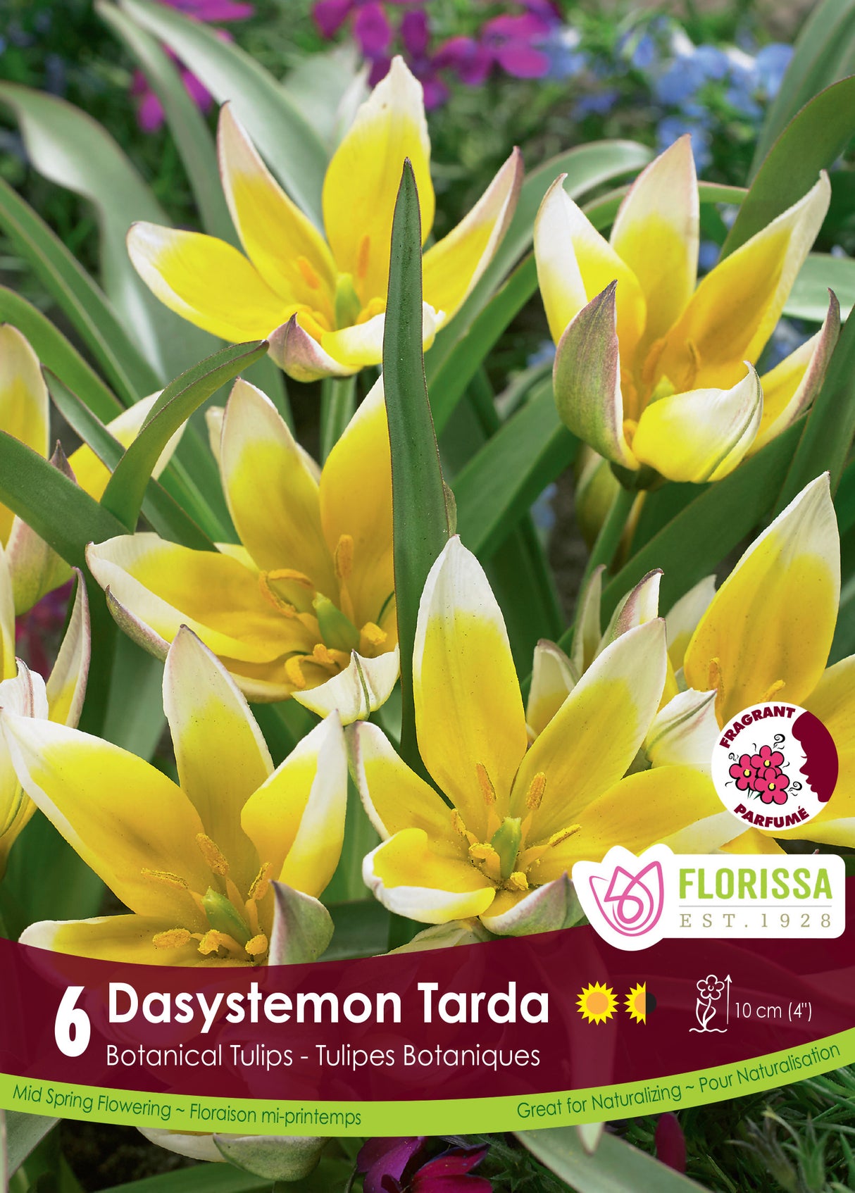 Tulip Botanical - Dasystemon Tarda Retail