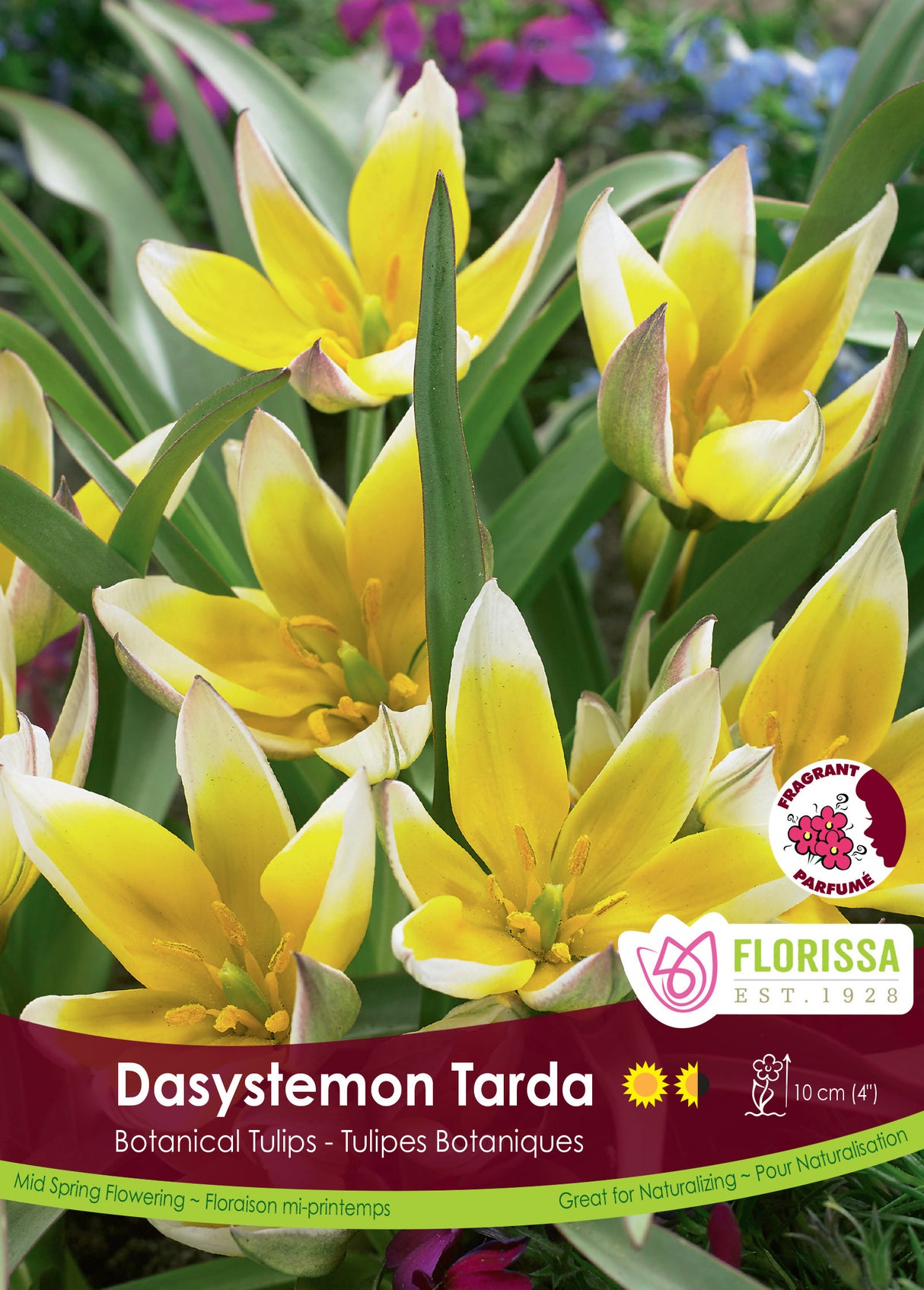 Tulip Botanical - Dasystemon Tarda Bulk