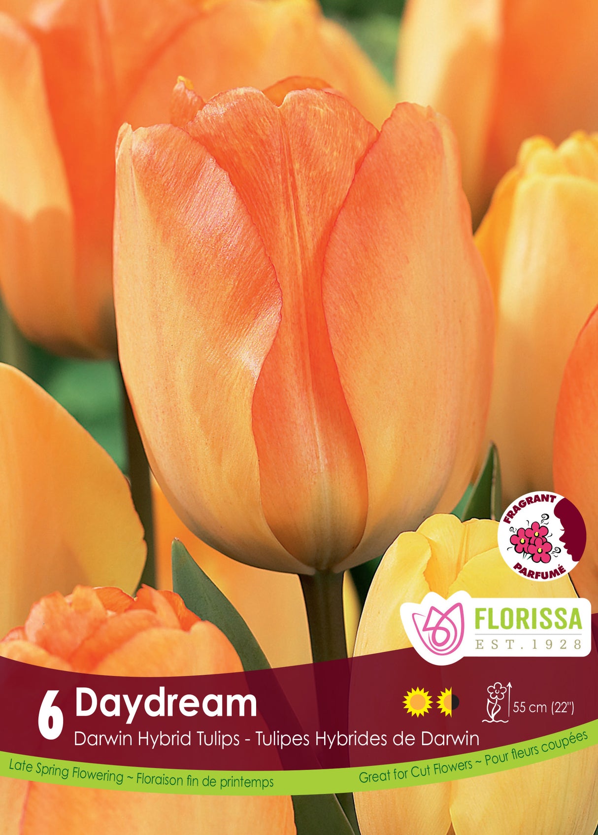 Tulip Darwin Hybrid - Daydream Retail