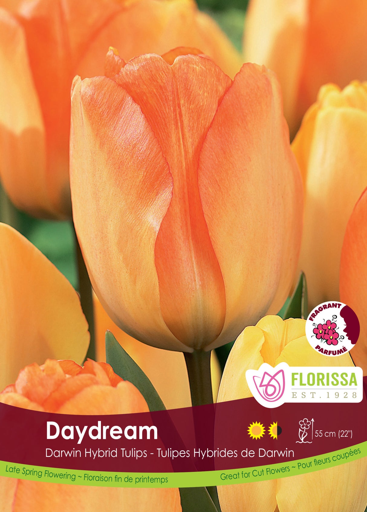 Tulip Darwin Hybrid - Daydream Bulk