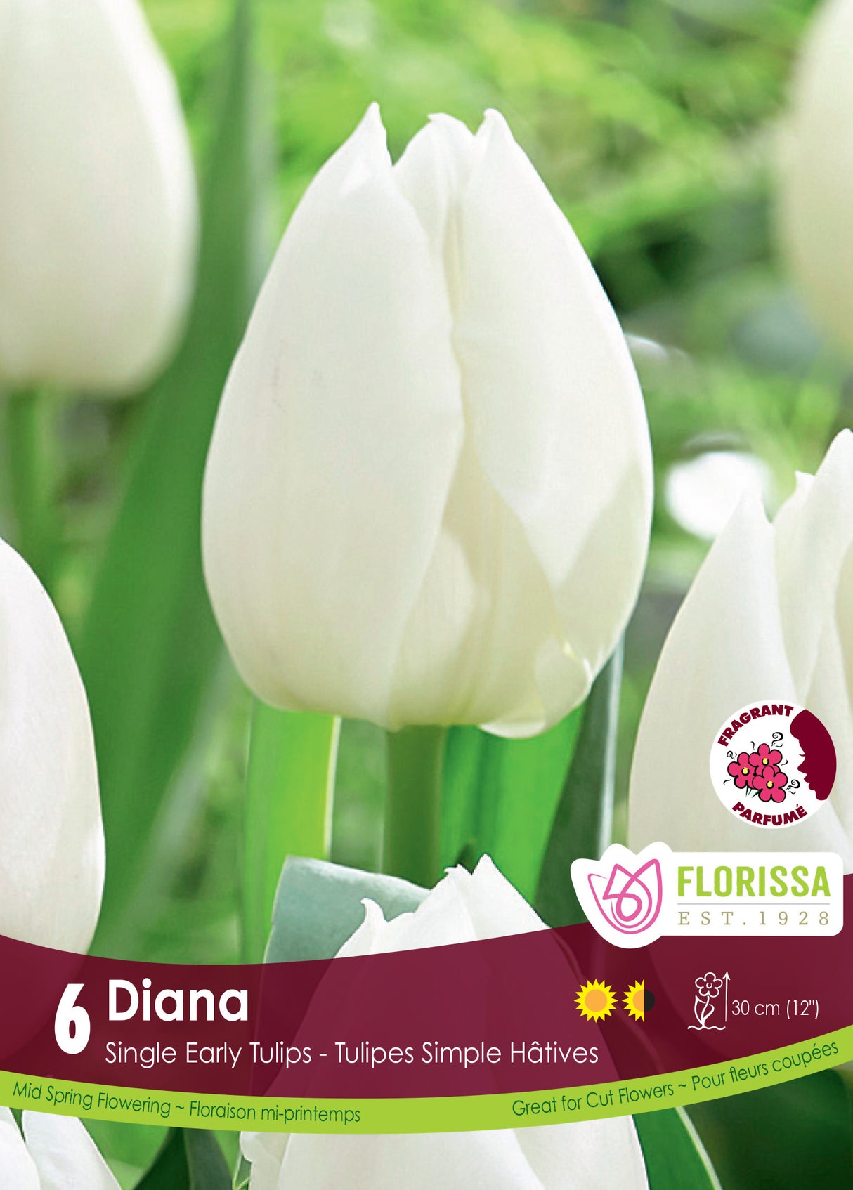 Tulip Single Early - Diana Retail