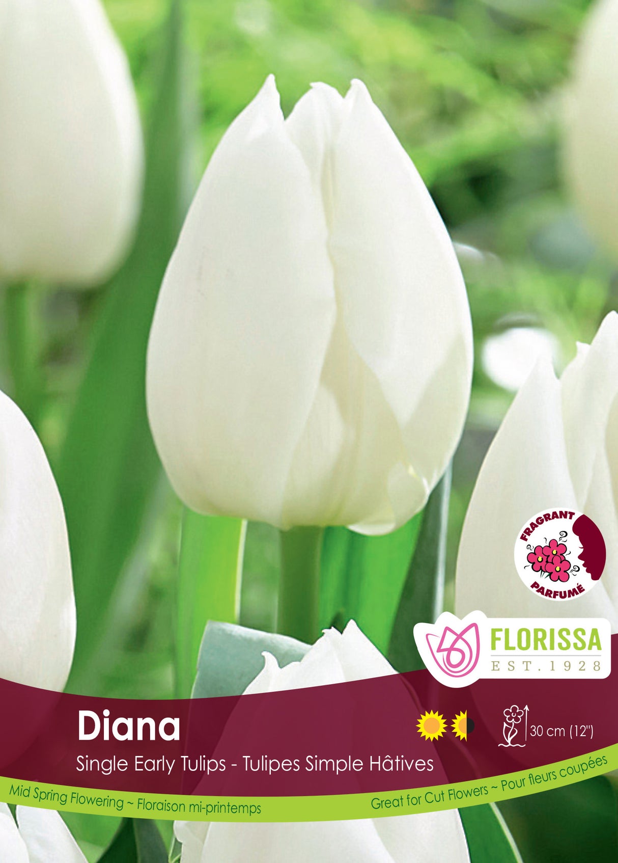 Tulip Single Early - Diana Bulk