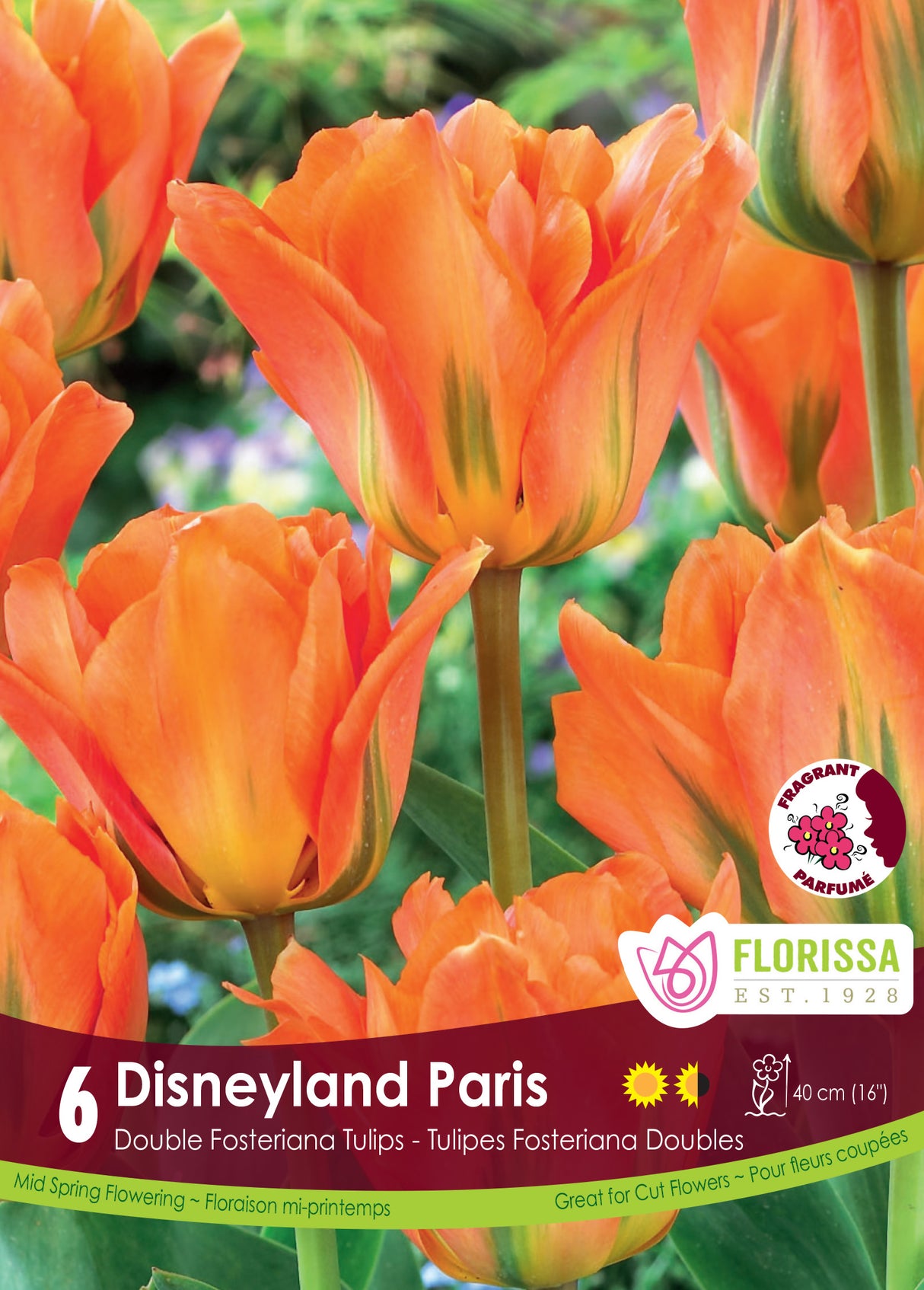 Tulip Fosteriana - Disneyland Paris Retail