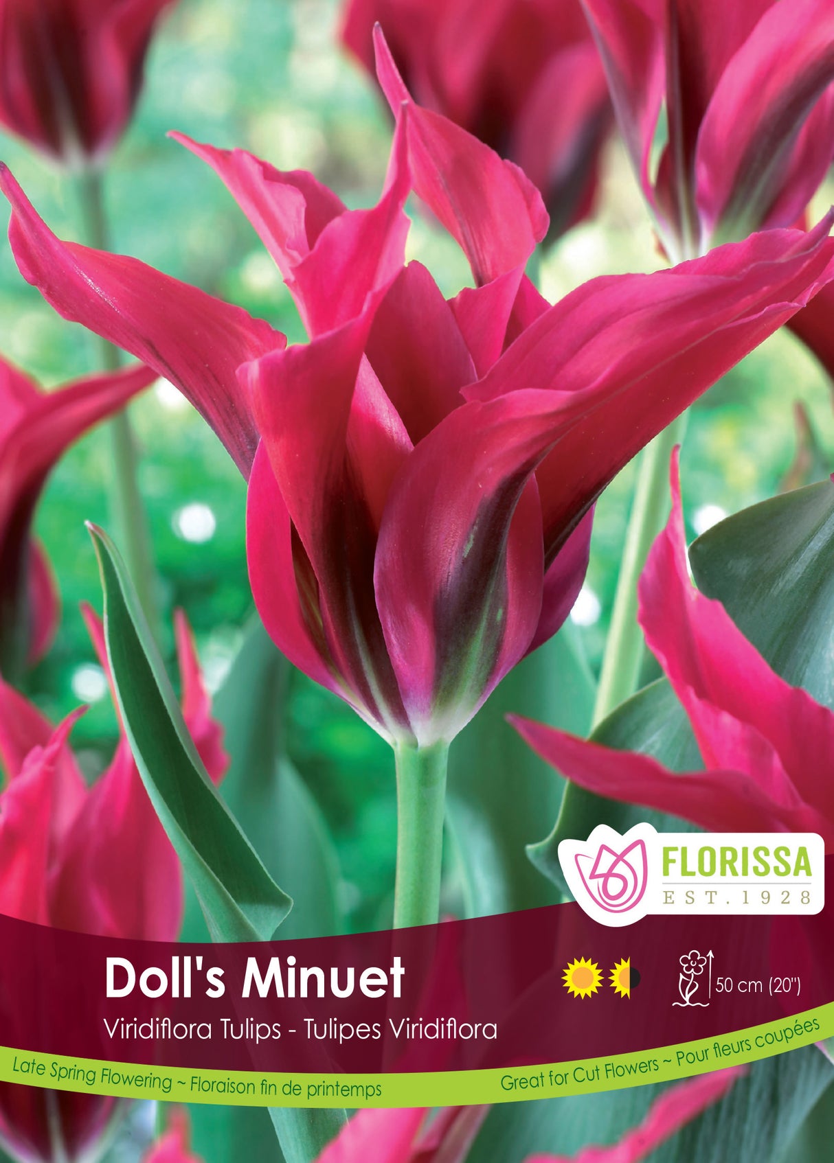 Tulip Green (Viridiflora) - Doll's Minuet Bulk