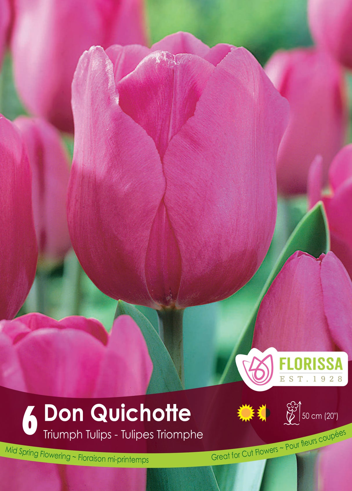 Tulip Triumph - Don Quichotte Retail