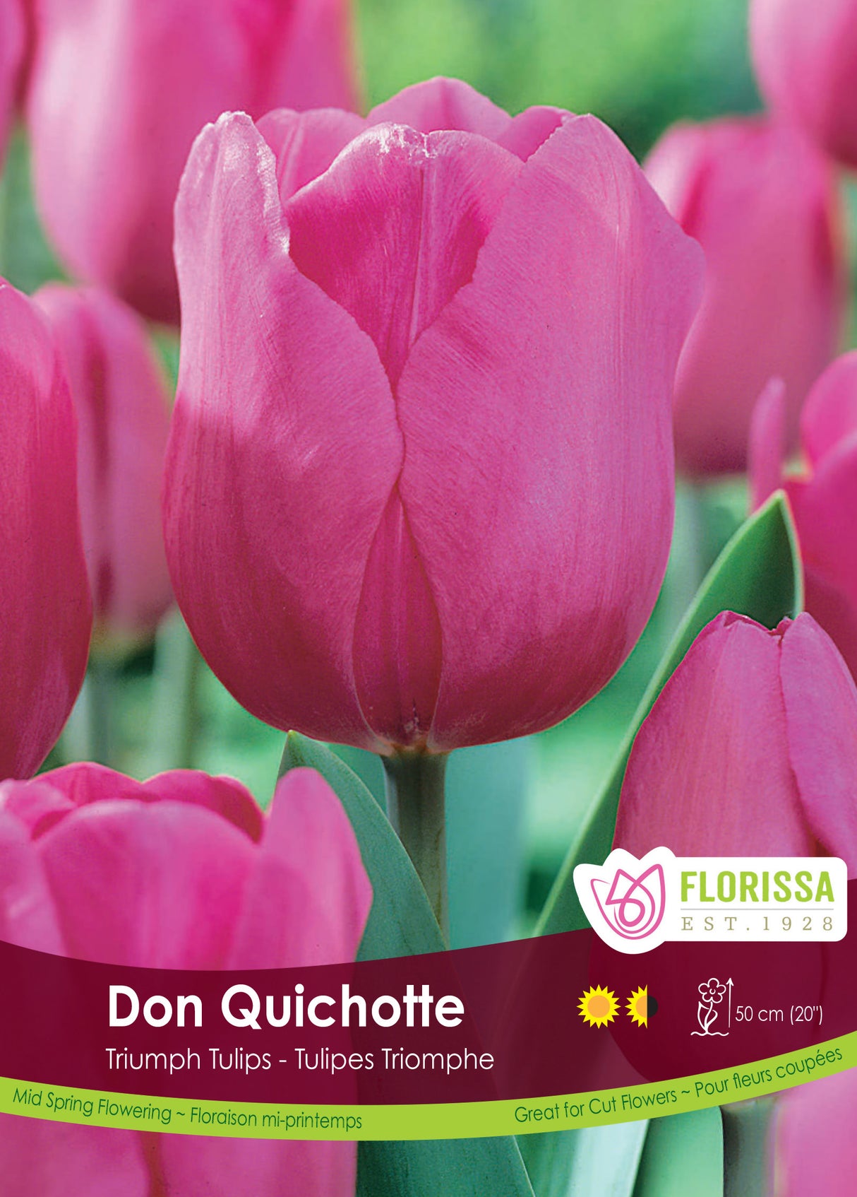 Tulip Triumph - Don Quichotte Bulk