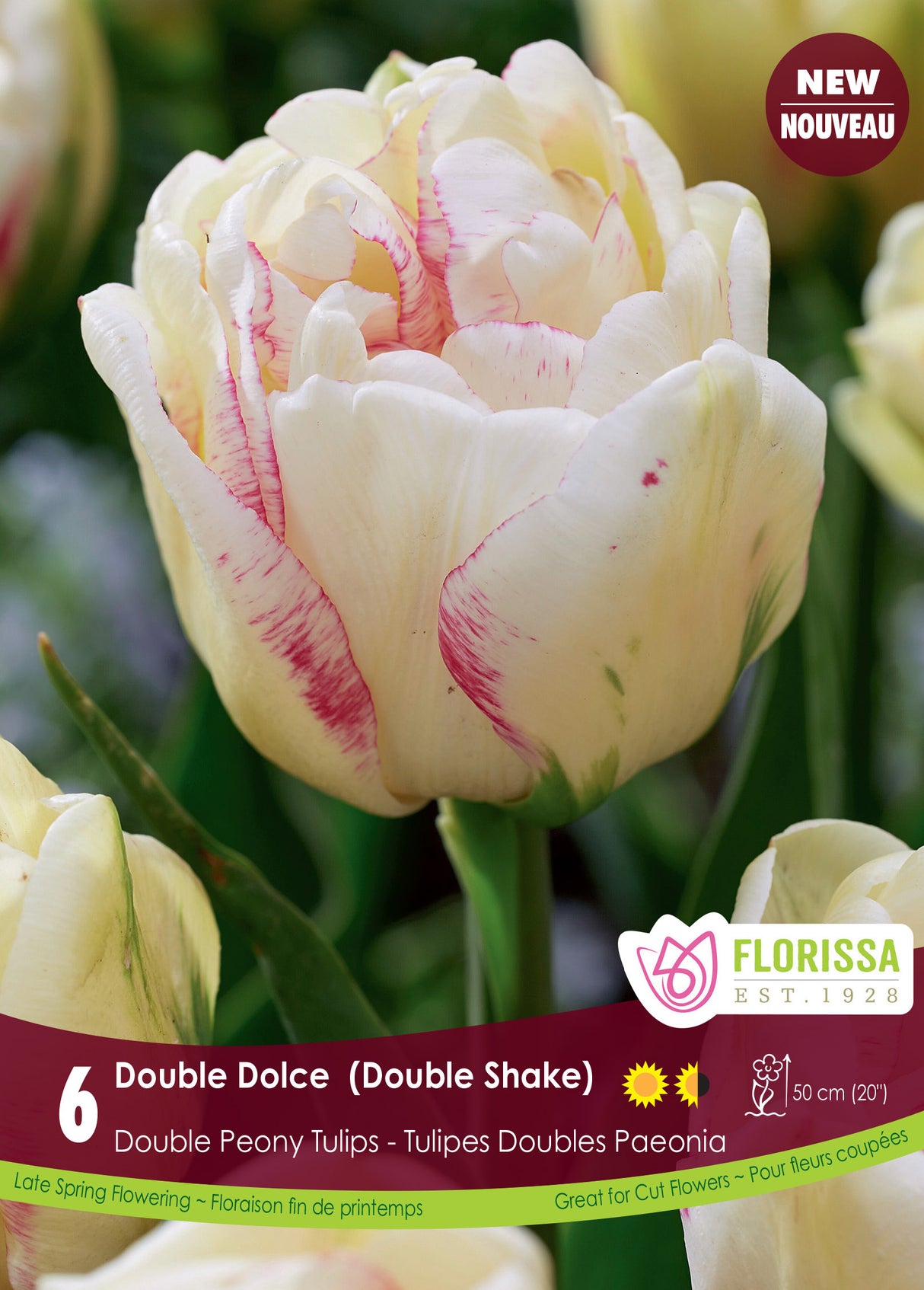 Tulip Double Late - Double Dolce Retail