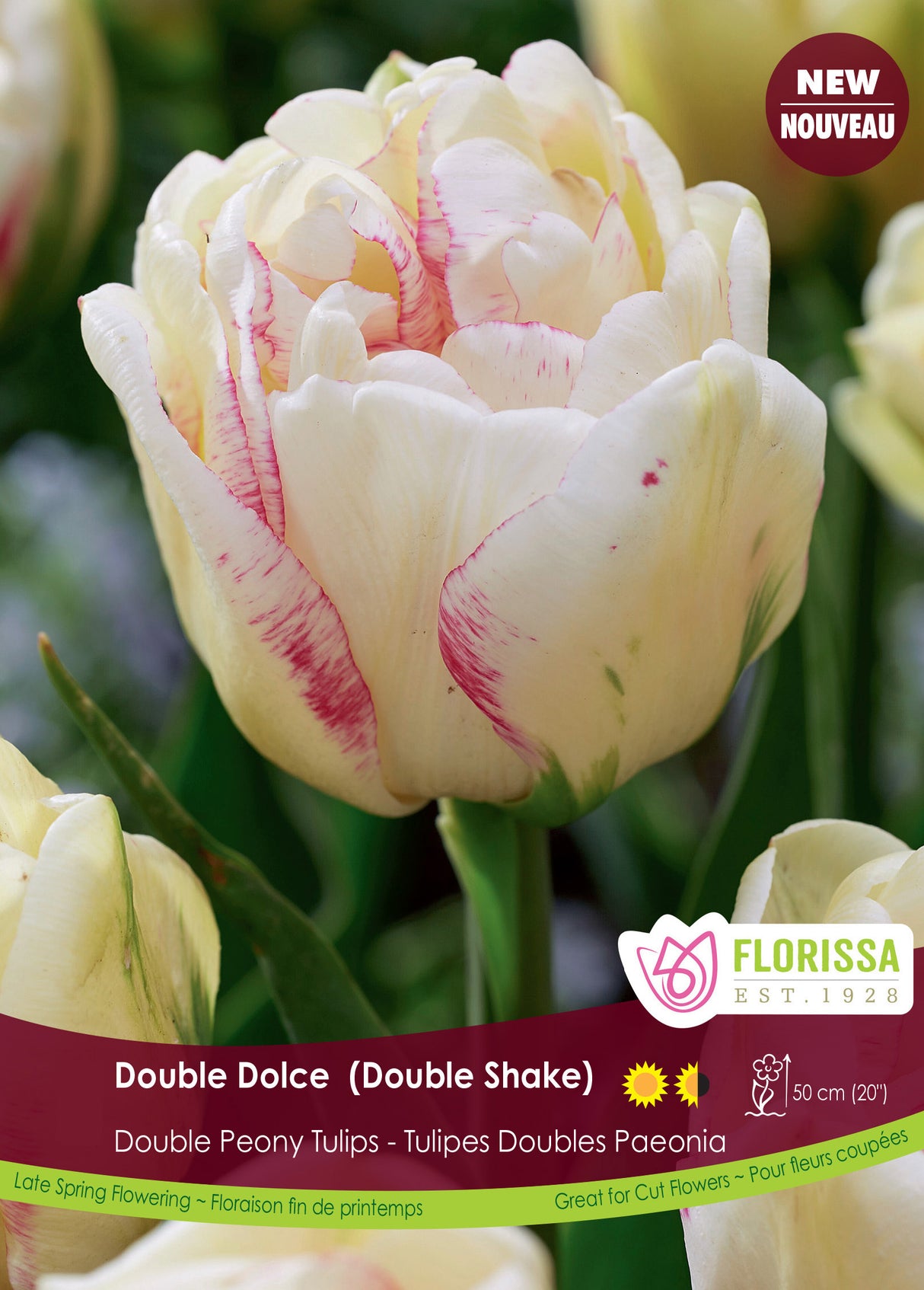 Tulip Double Late - Double Dolce Bulk