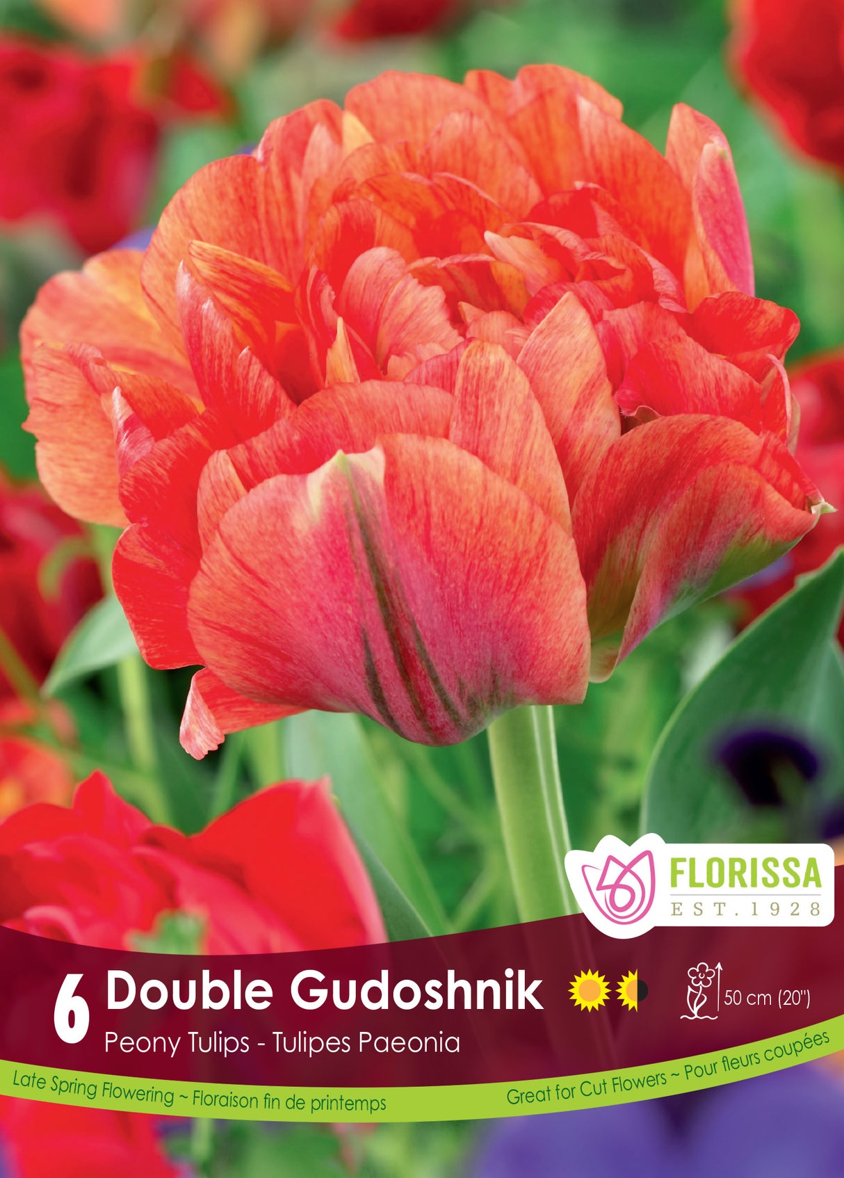Tulip Double Late - Double Gudoshnik Retail